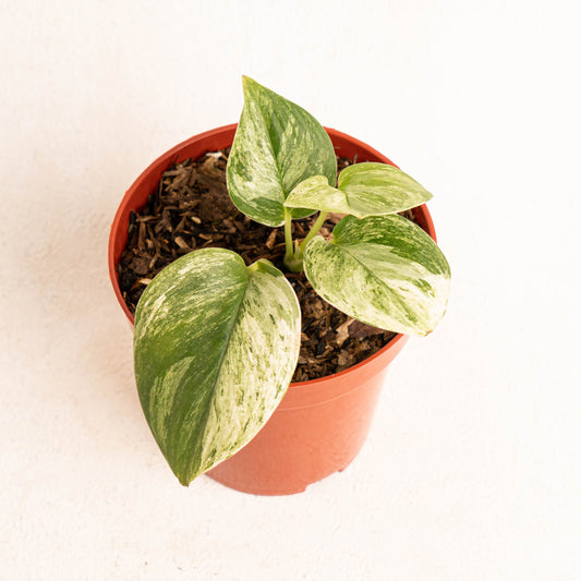 Scindapsus Treubii Moonlight Marble Variegated - Indonesian Rare Plants