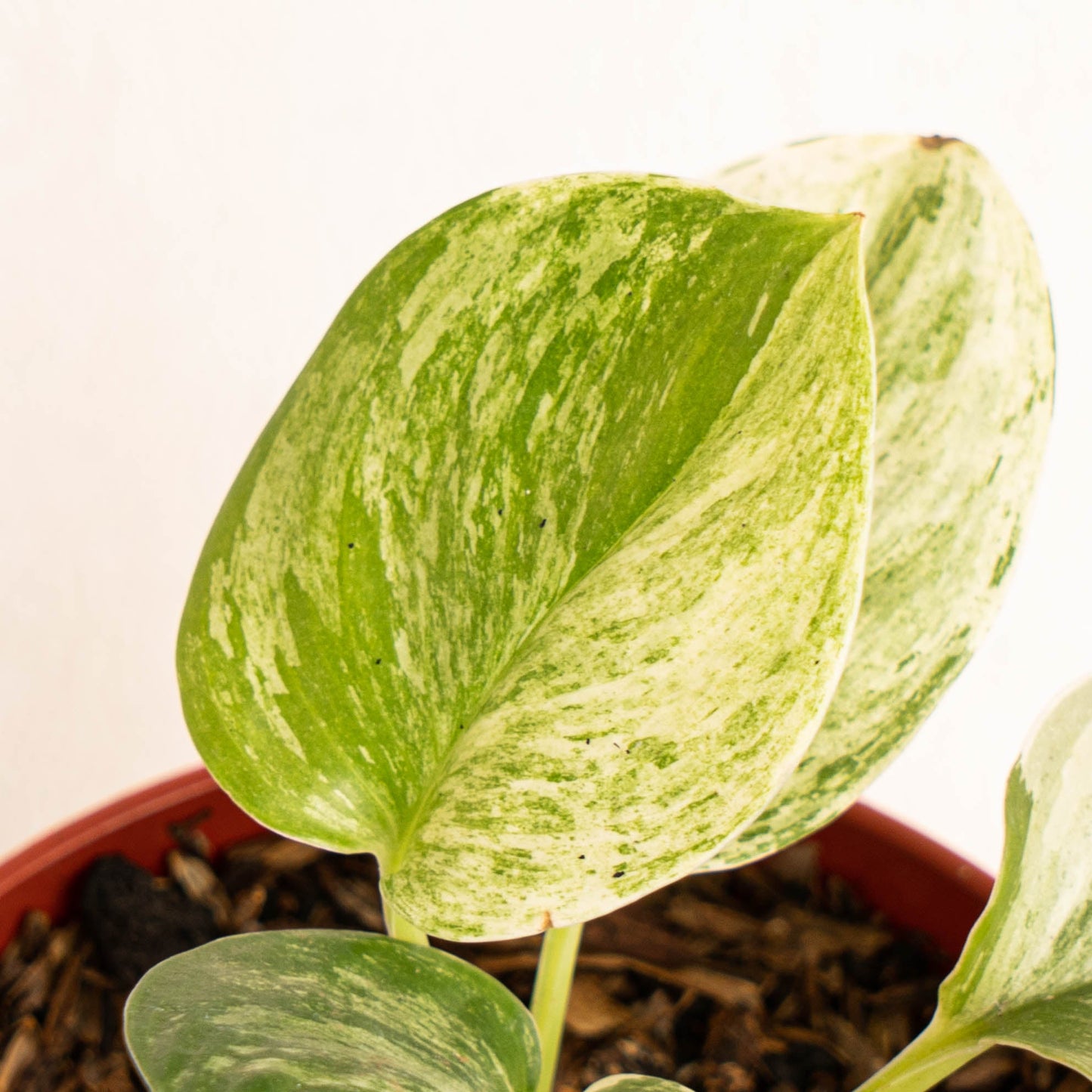 Scindapsus Treubii Moonlight Marble Variegated