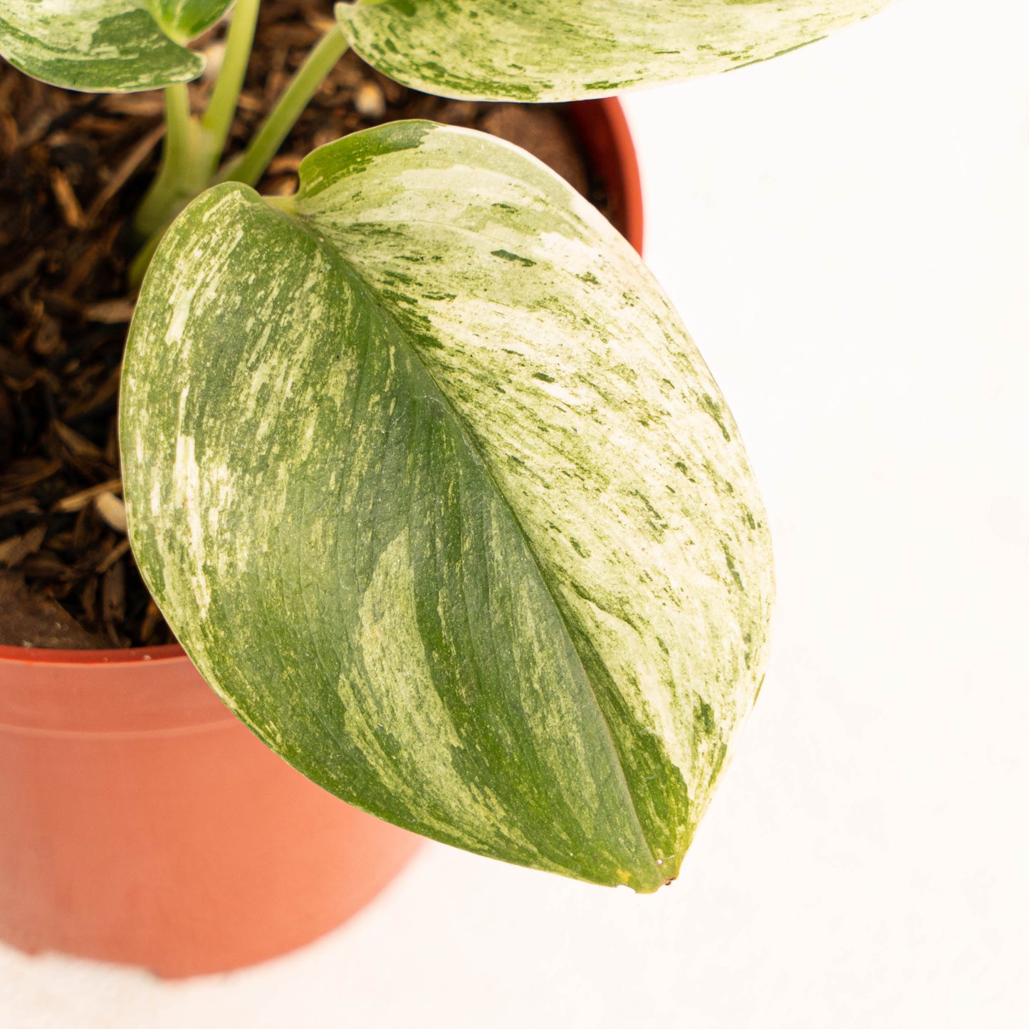 Scindapsus Treubii Moonlight Marble Variegated
