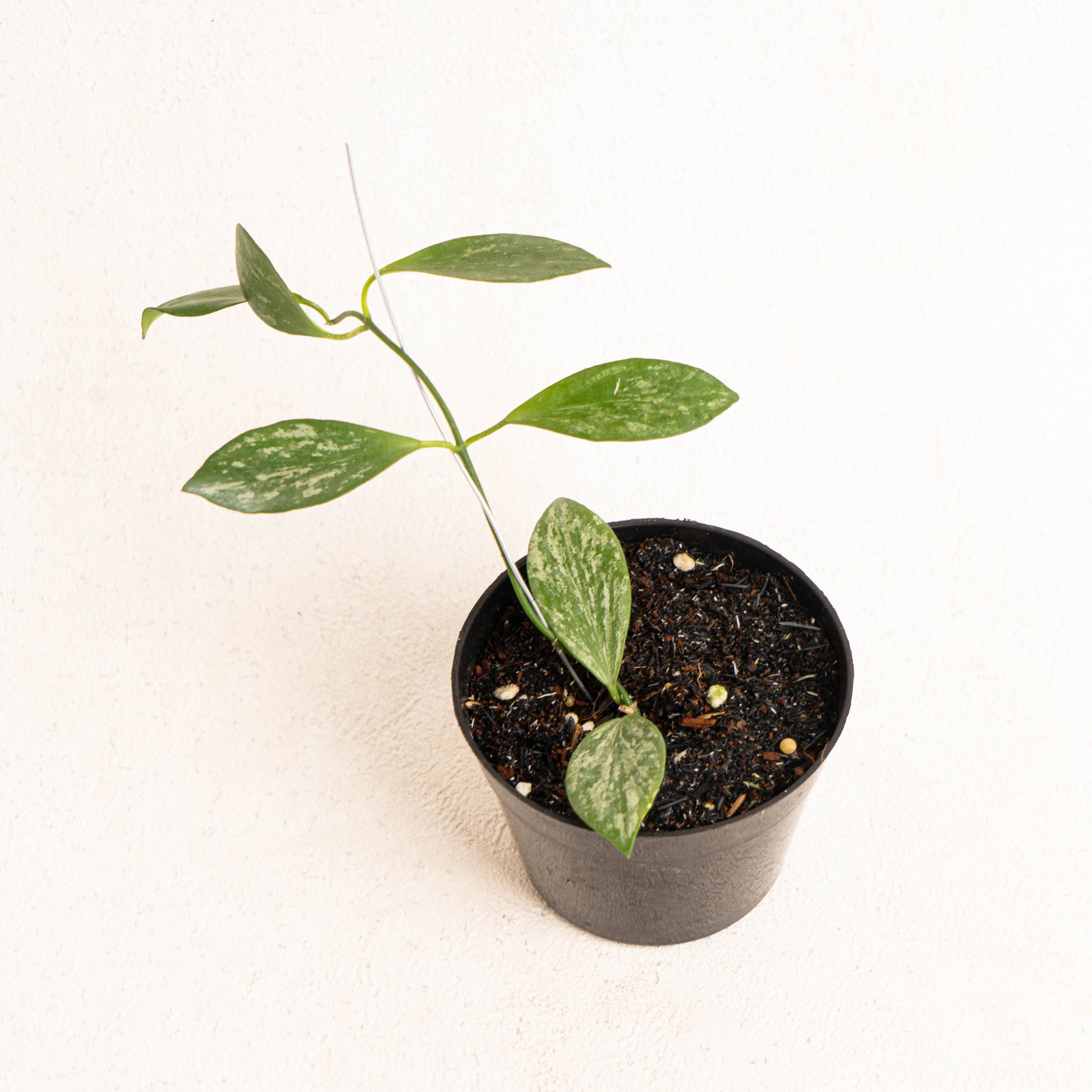 Hoya Collina Splash - Indonesian Rare Plants