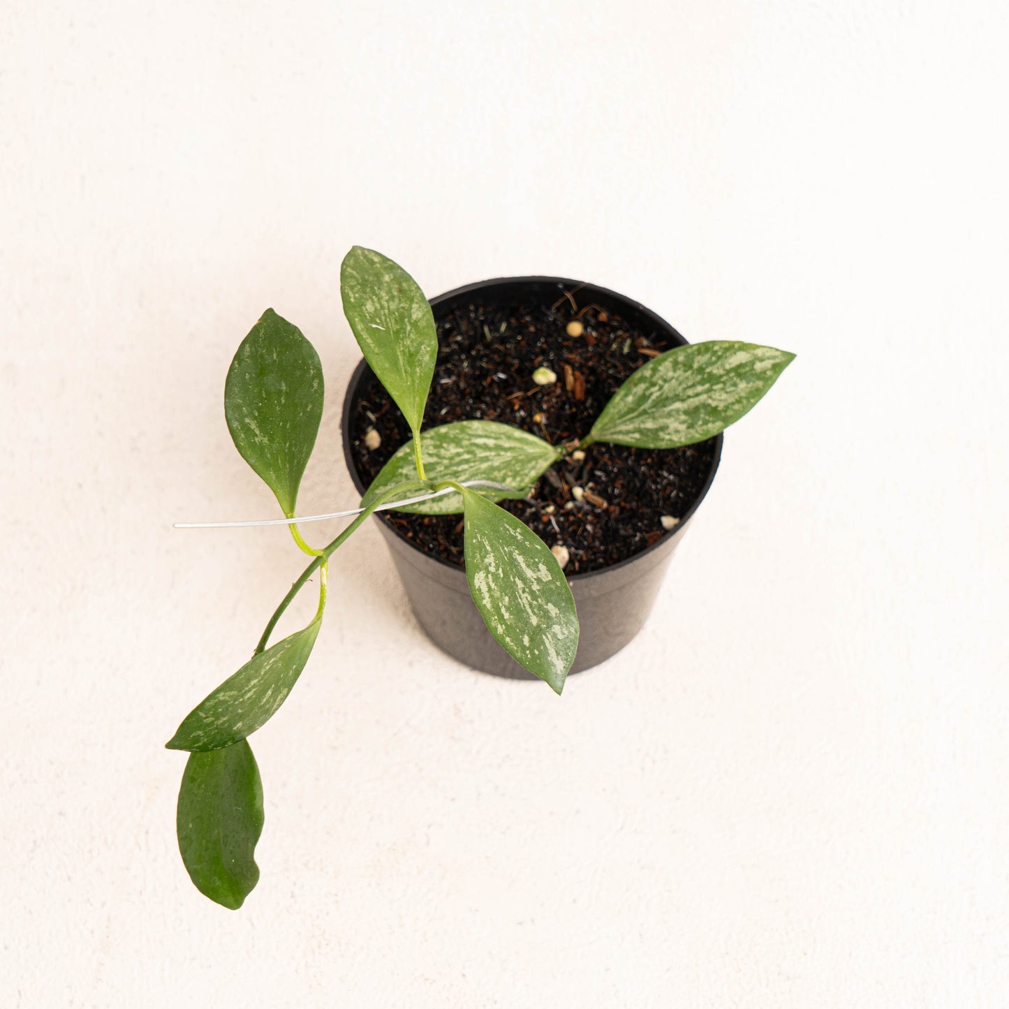 Hoya Collina Splash