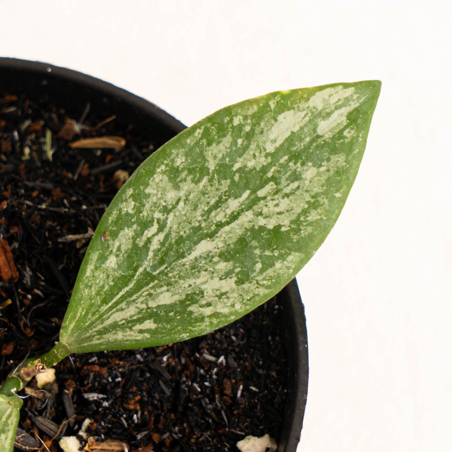 Hoya Collina Splash