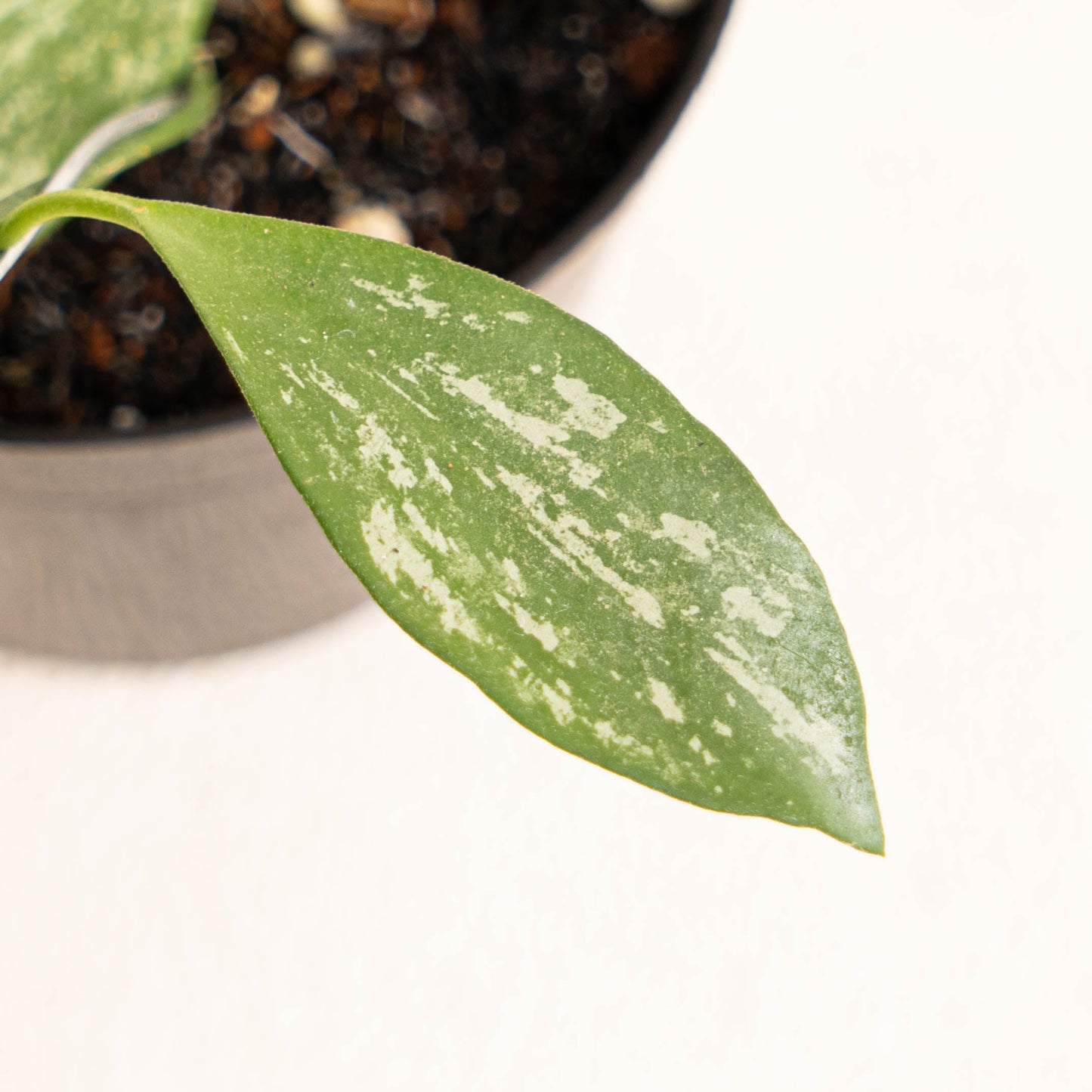 Hoya Collina Splash