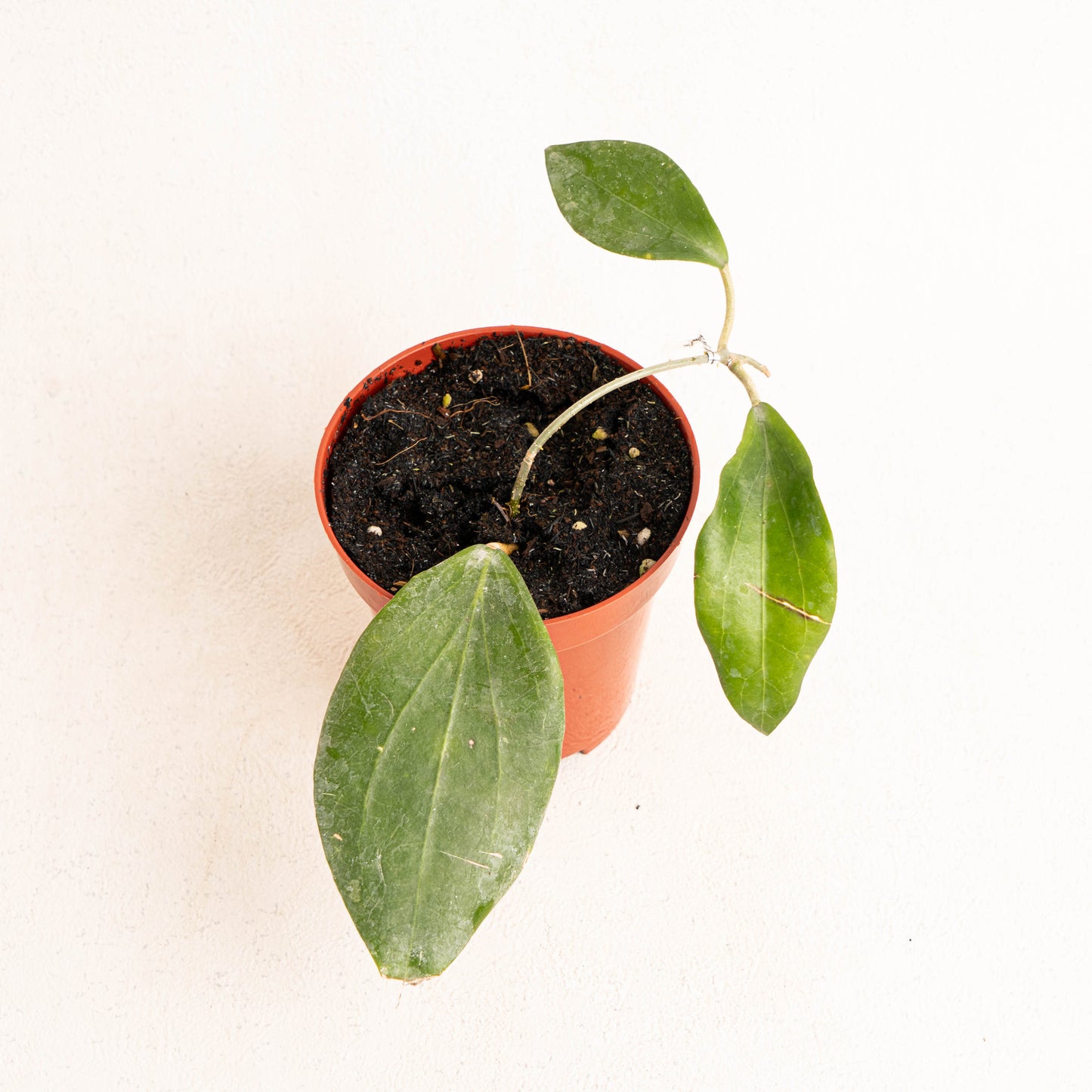 Hoya Hellwigiana - Indonesian Rare Plants