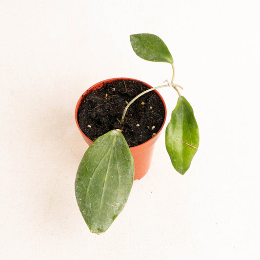Hoya Hellwigiana - Indonesian Rare Plants