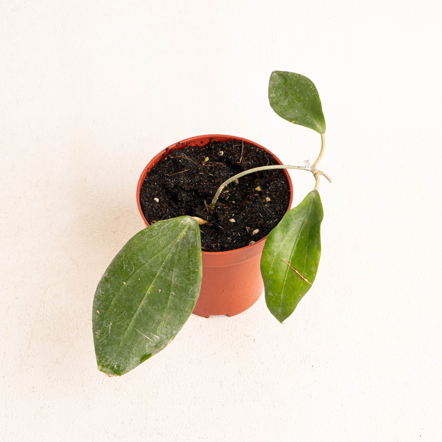 Hoya Hellwigiana