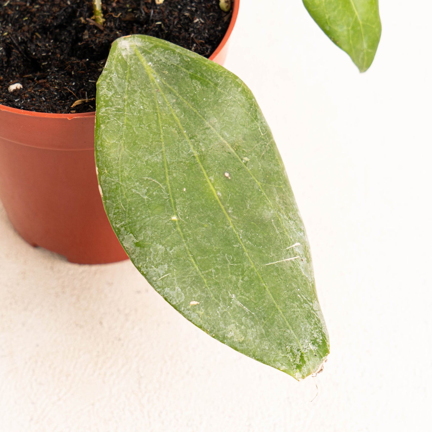 Hoya Hellwigiana
