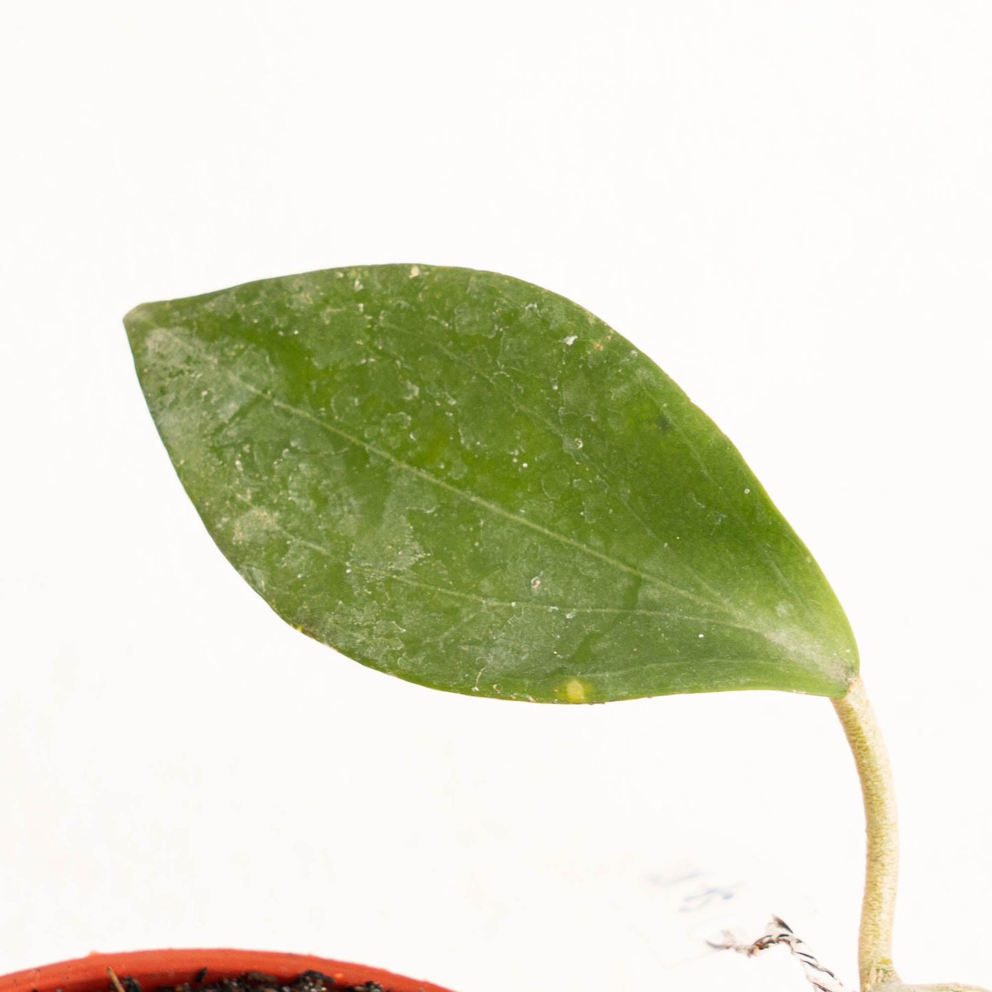 Hoya Hellwigiana