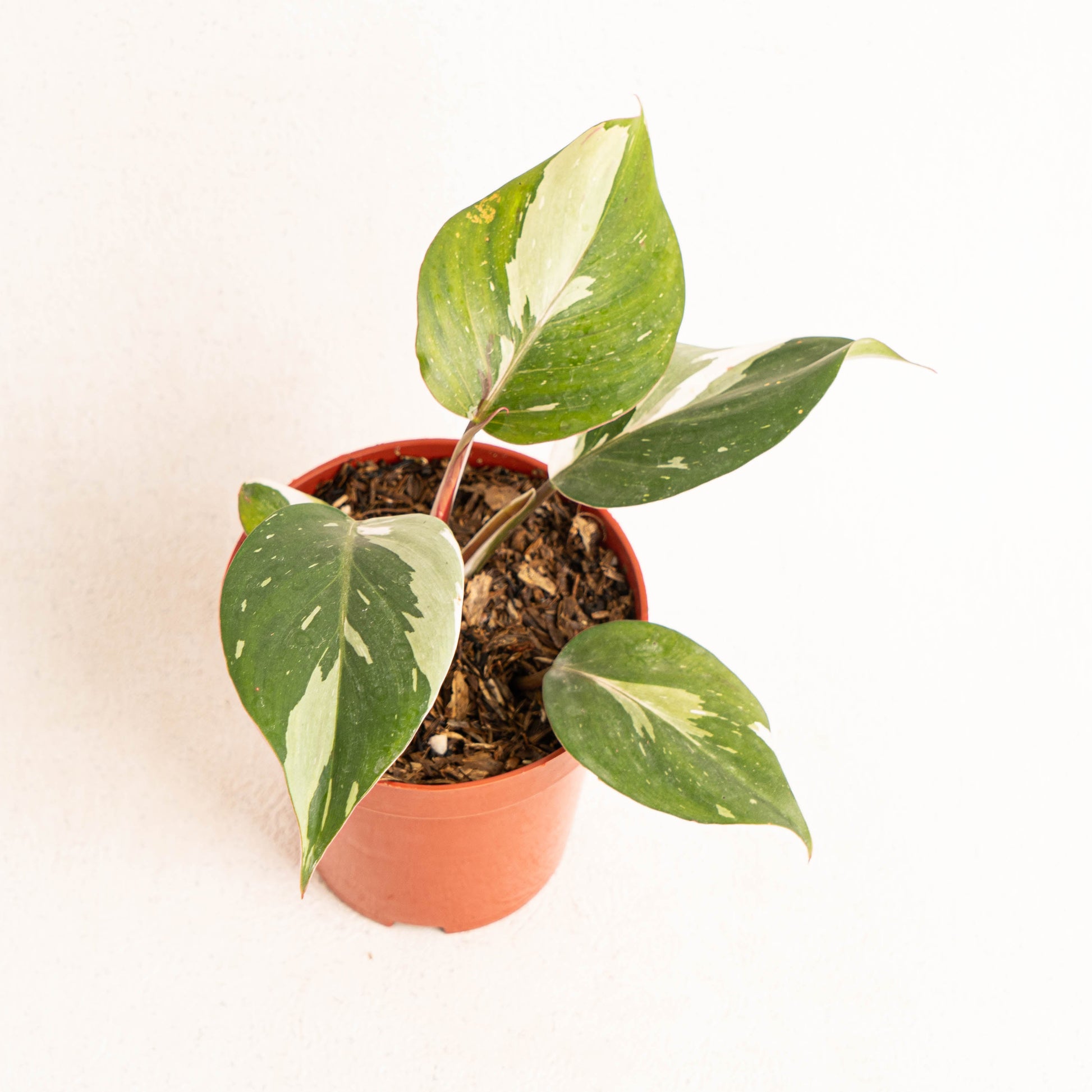 Philodendron White Knight - Indonesian Rare Plants