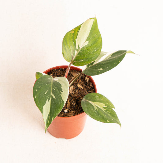 Philodendron White Knight - Indonesian Rare Plants