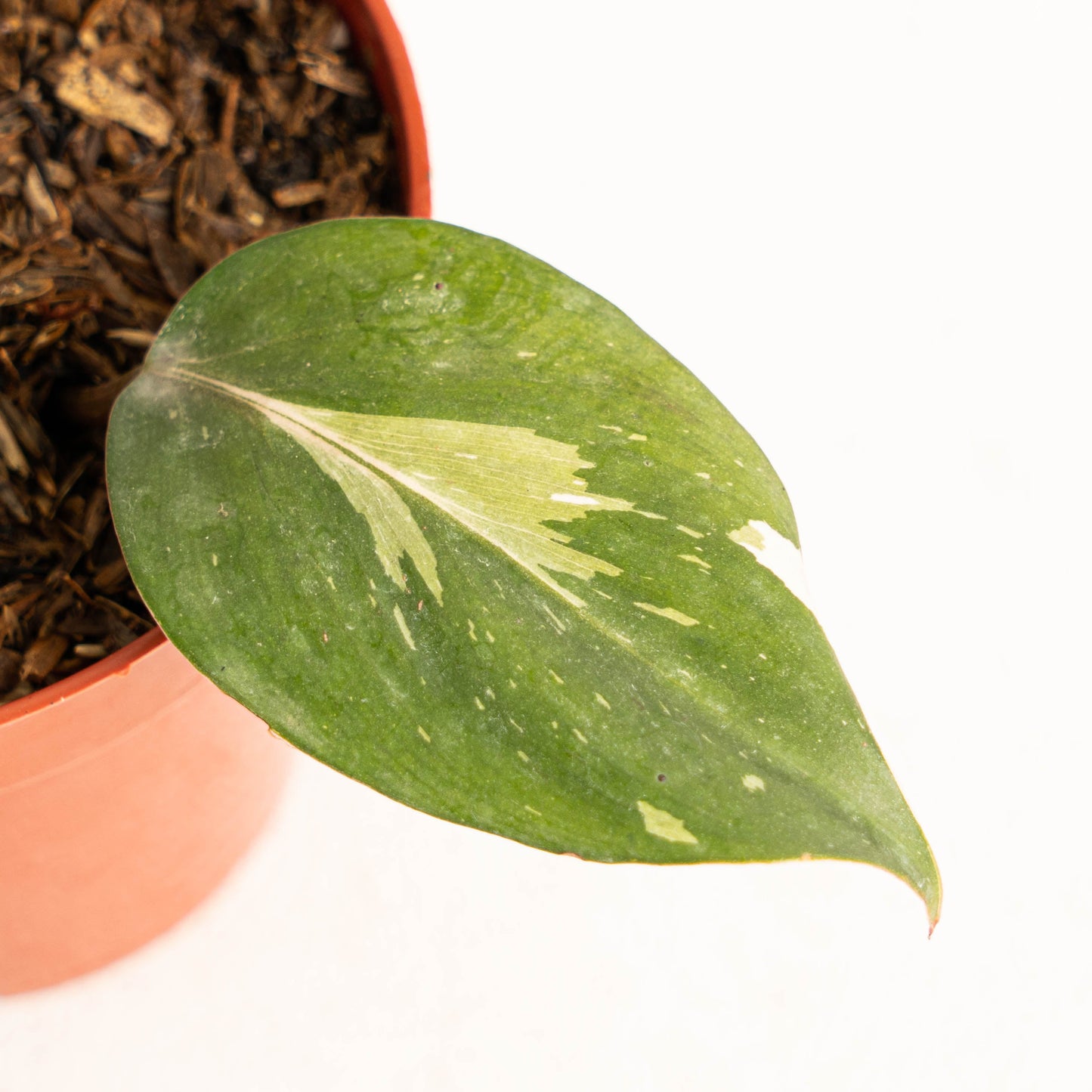 Philodendron White Knight