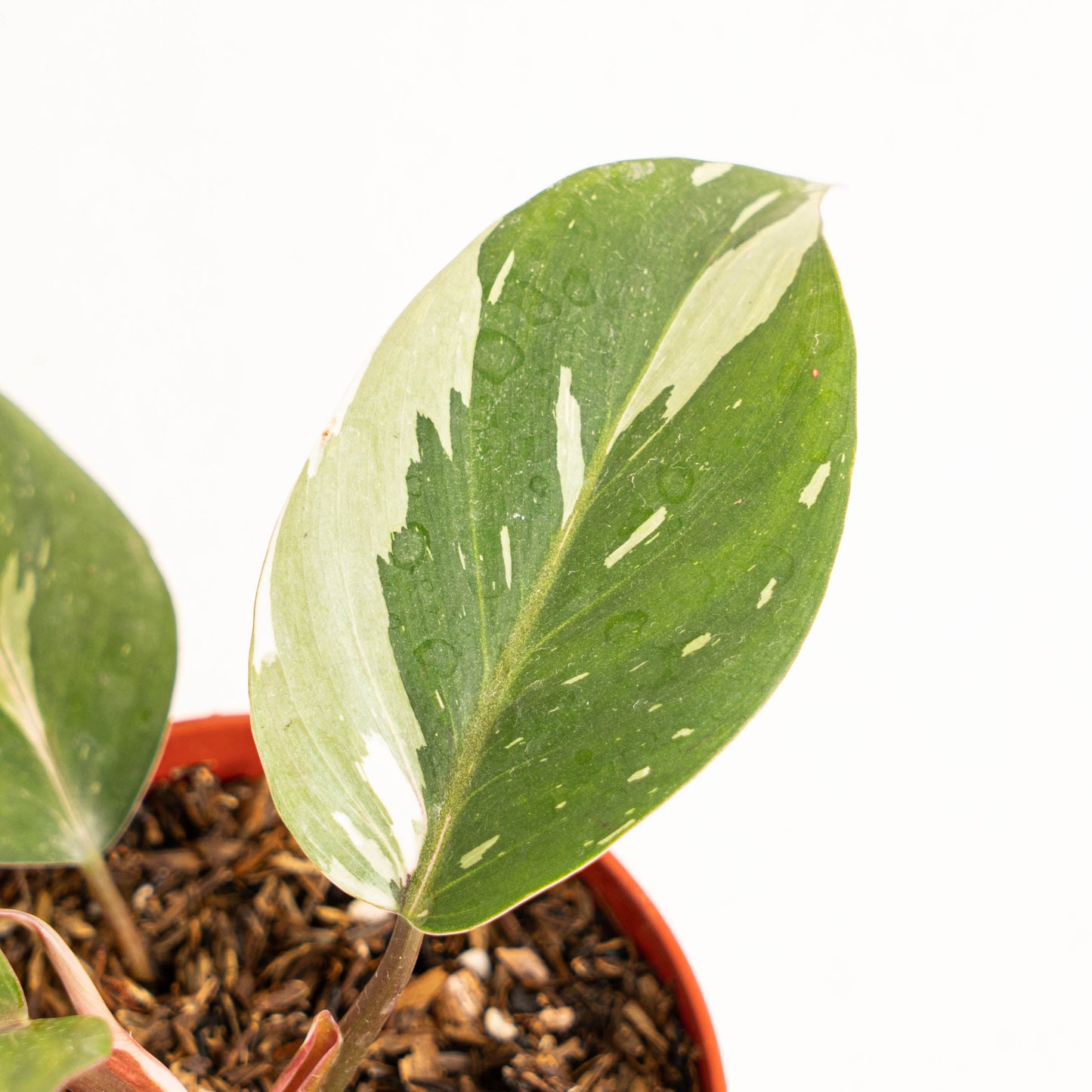 Philodendron White Knight