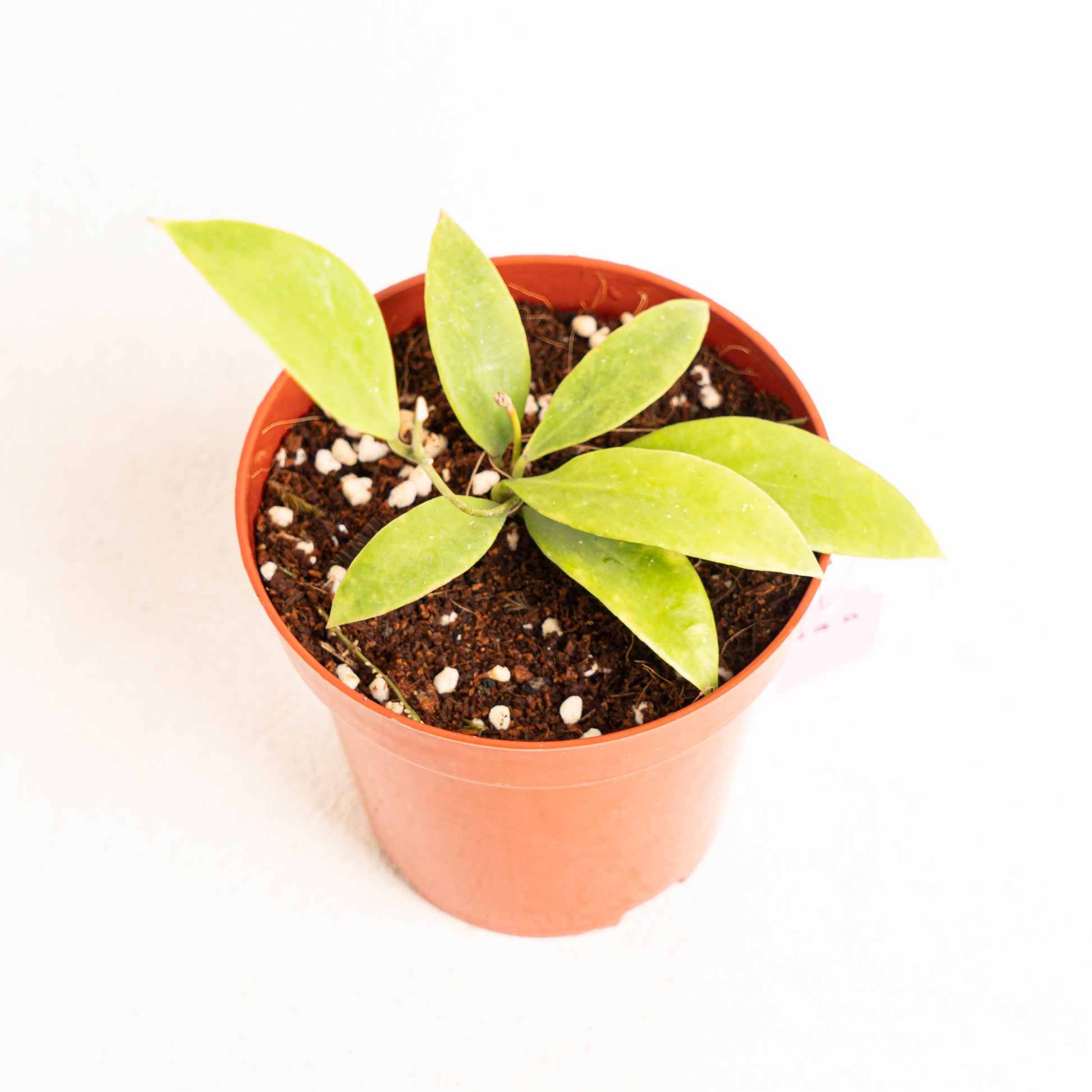 Hoya Sigillatis Pacitanensis - Indonesian Rare Plants