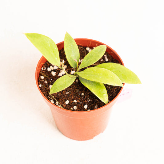 Hoya Sigillatis Pacitanensis - Indonesian Rare Plants