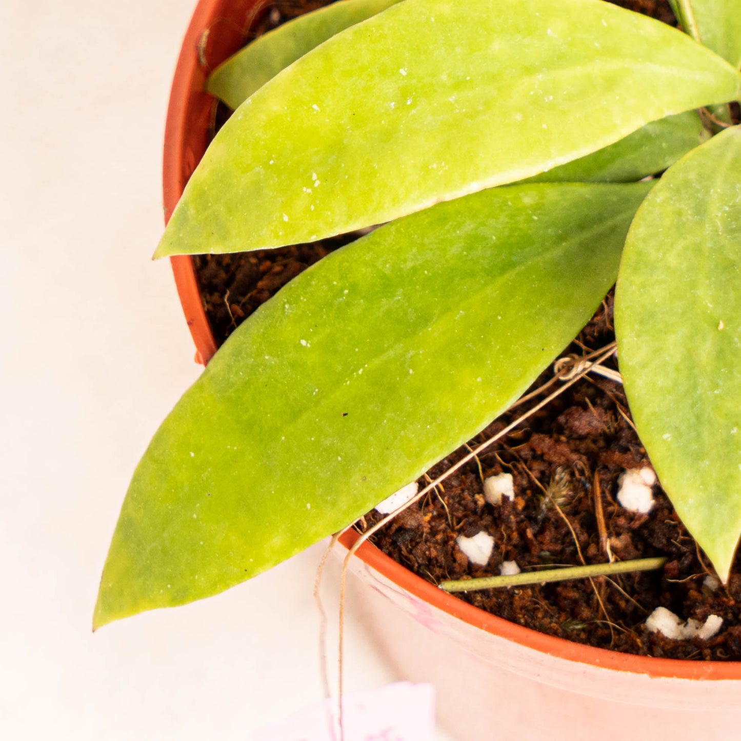 Hoya Sigillatis Pacitanensis