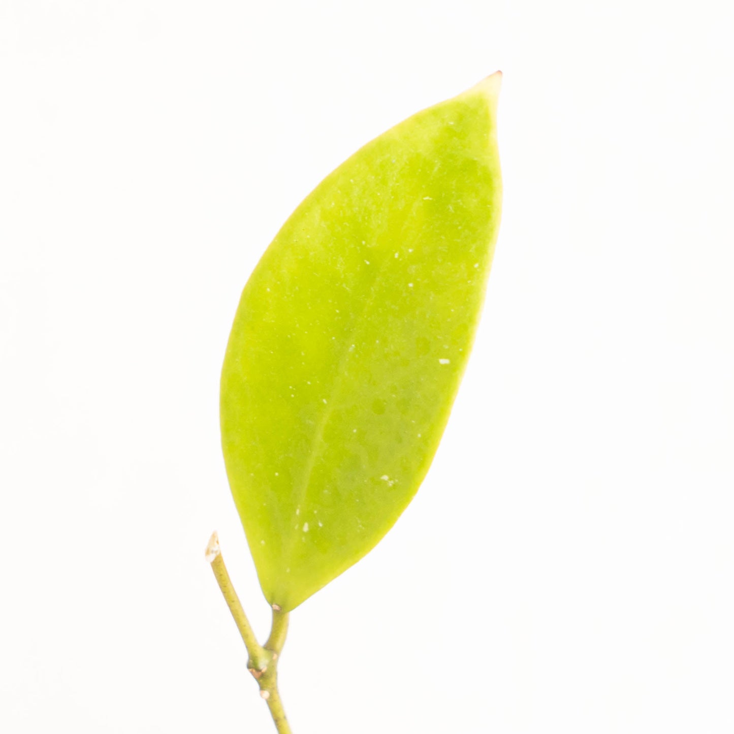Hoya Sigillatis Pacitanensis