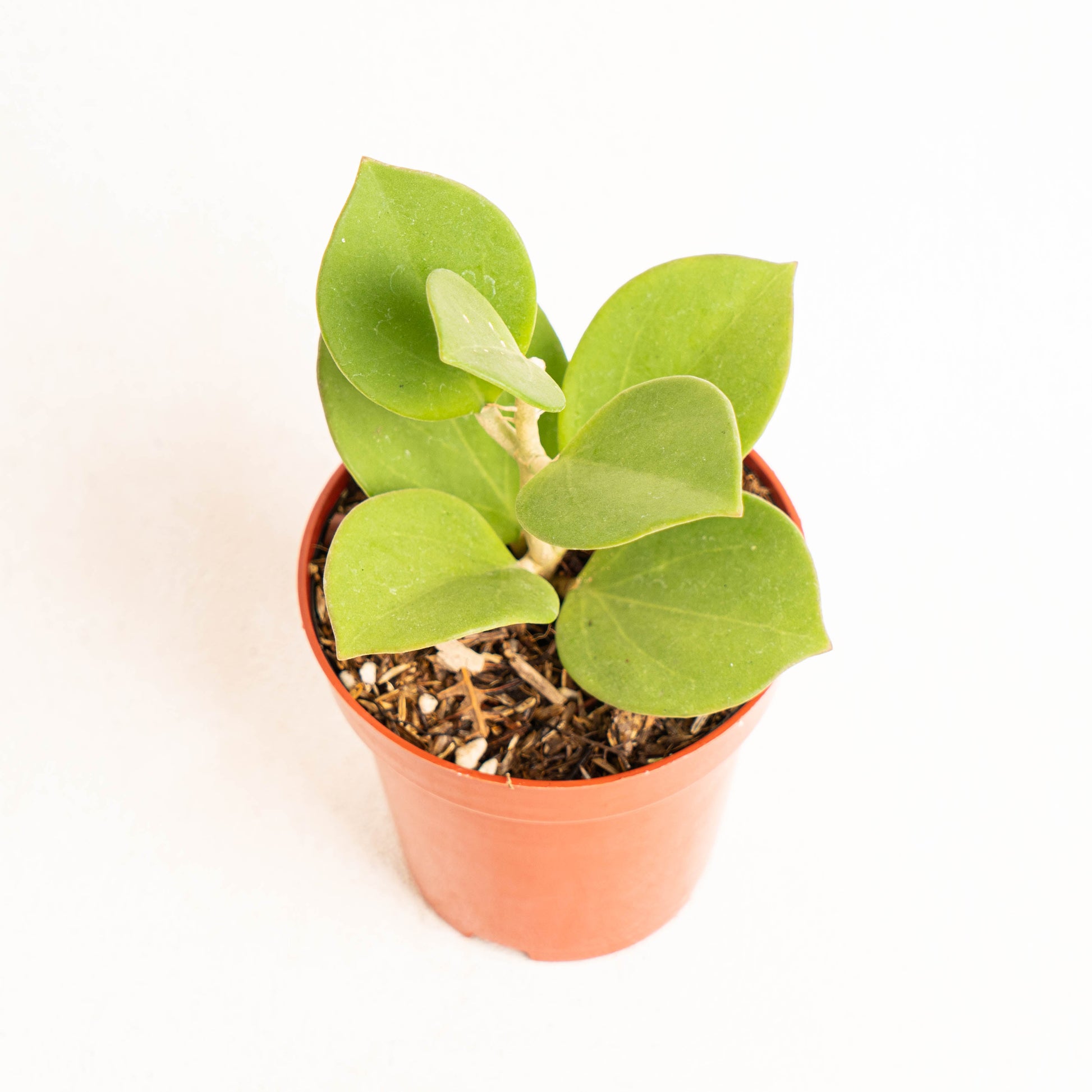 Hoya Subquintuplinervis - Indonesian Rare Plants