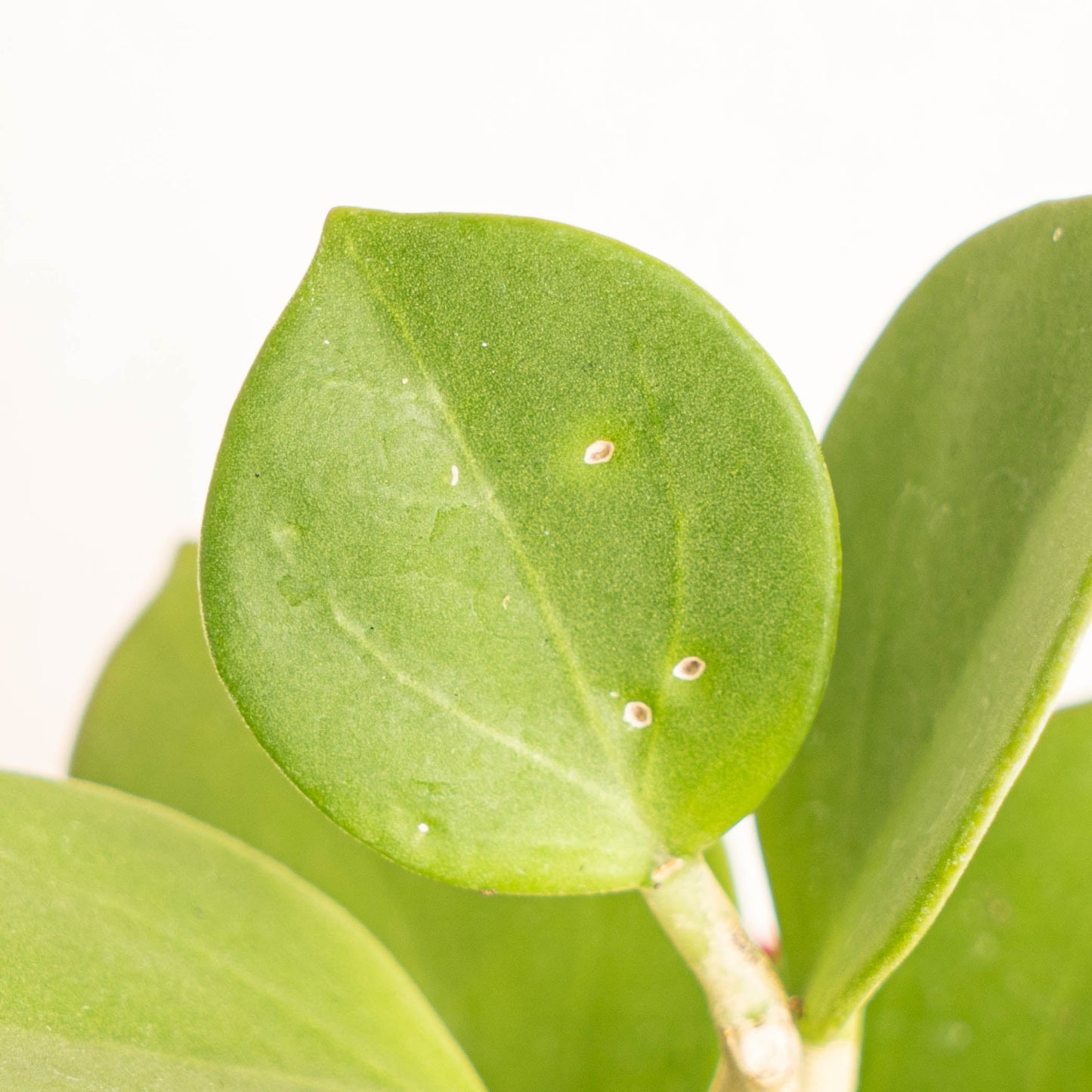 Hoya Subquintuplinervis