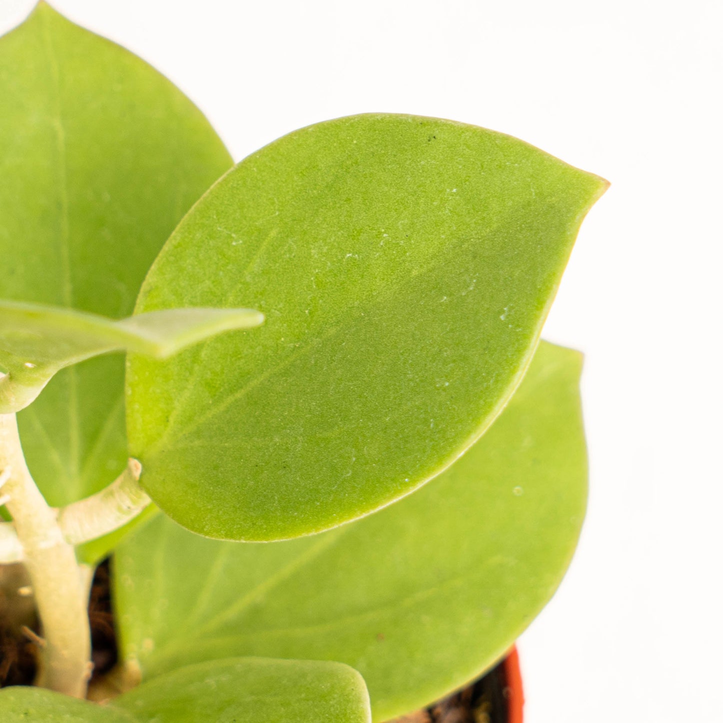 Hoya Subquintuplinervis