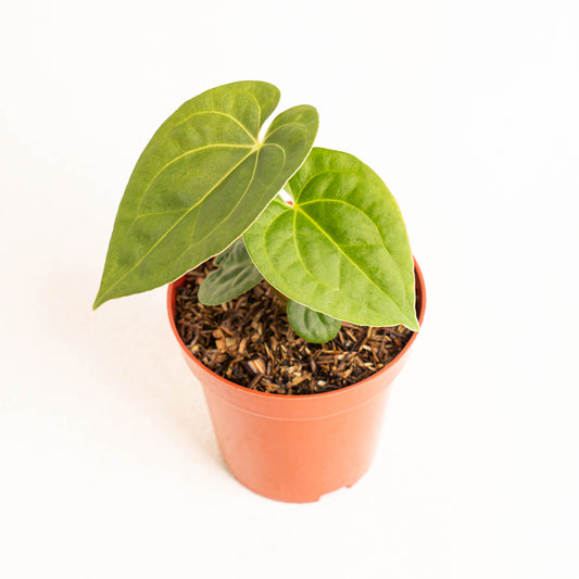 Anthurium Luxurians Indonesian Type x Magnificum - Indonesian Rare Plants