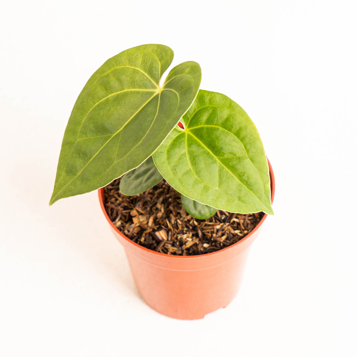 Anthurium Luxurians Indonesian Type x Magnificum