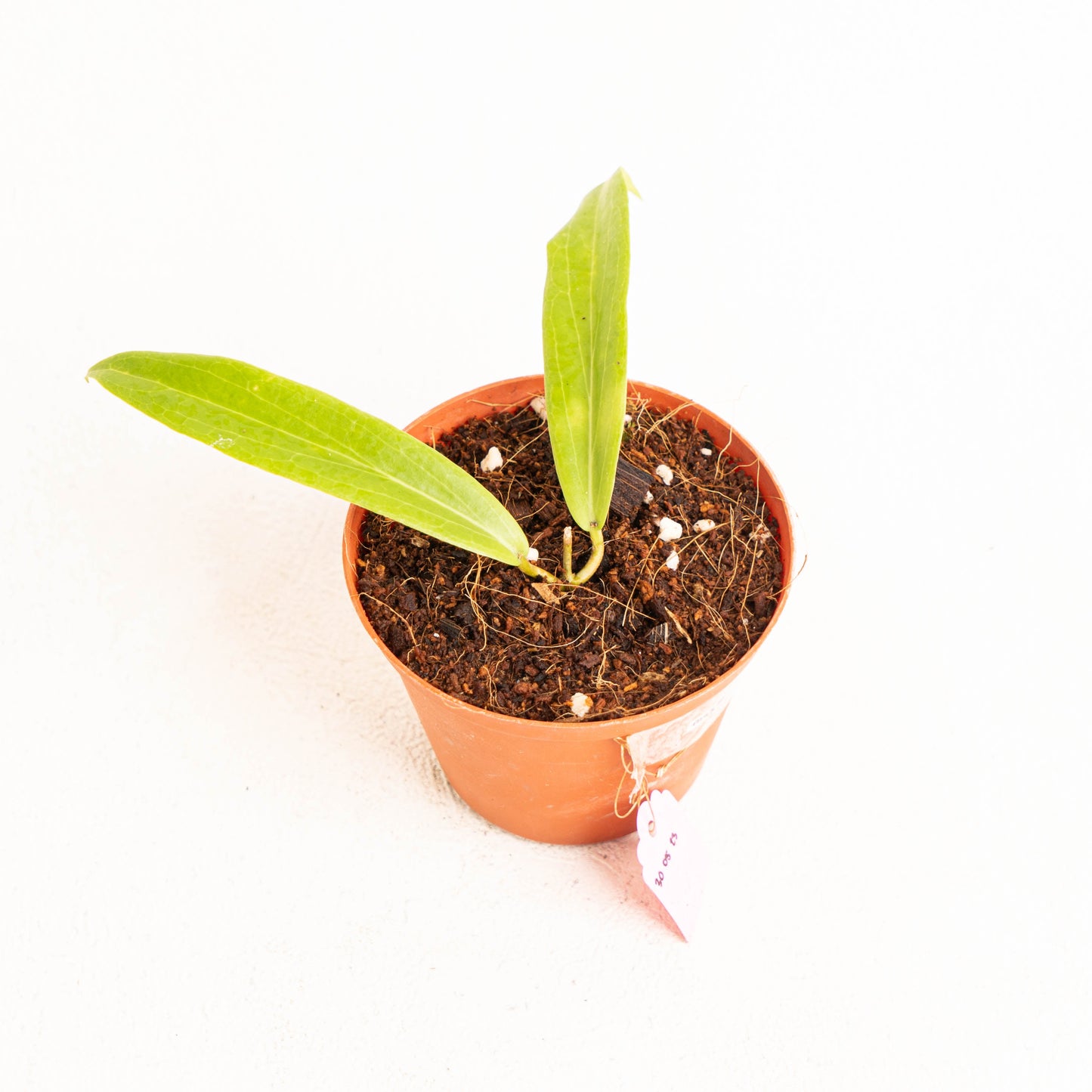 Hoya Blashernaezii