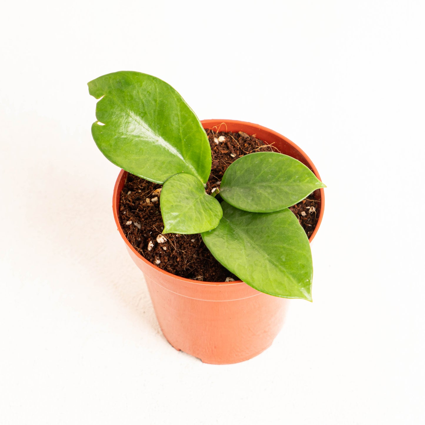 Hoya Bicknellii - Indonesian Rare Plants