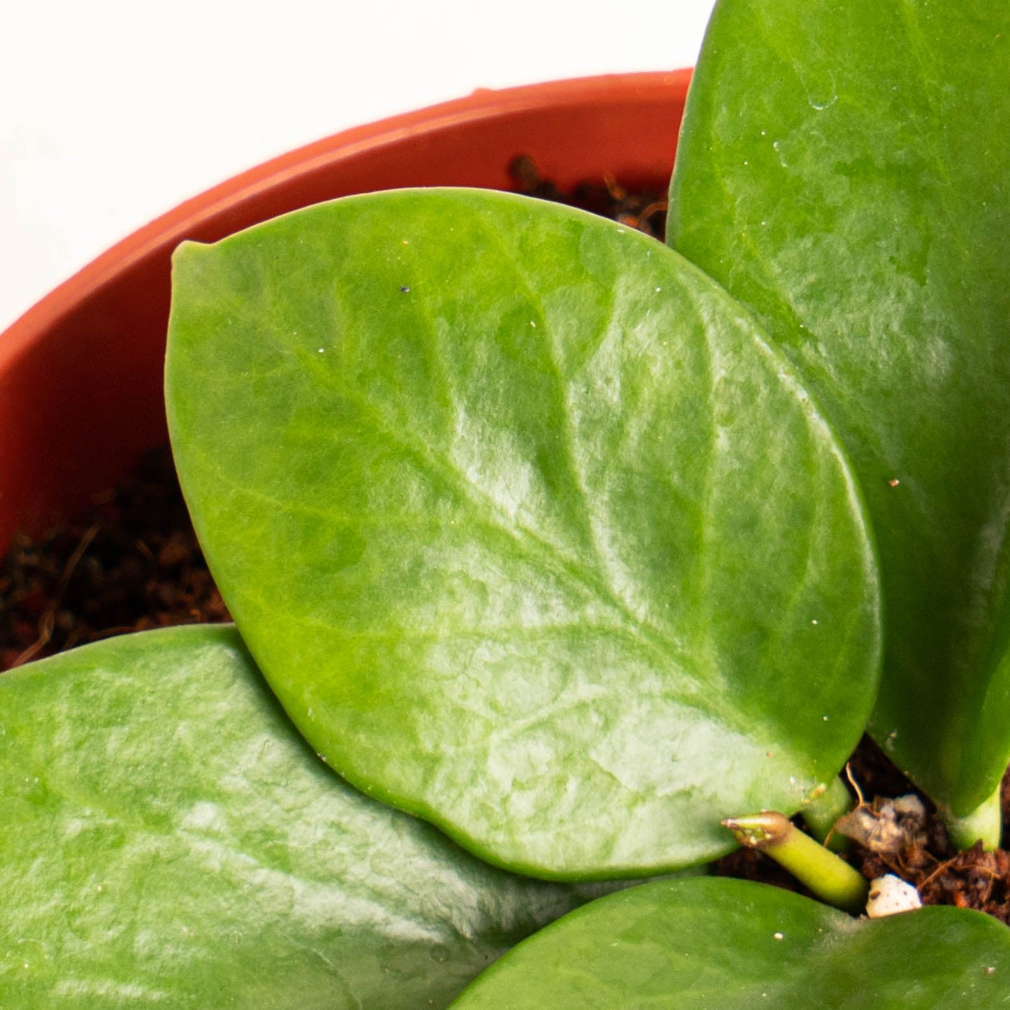 Hoya Bicknellii