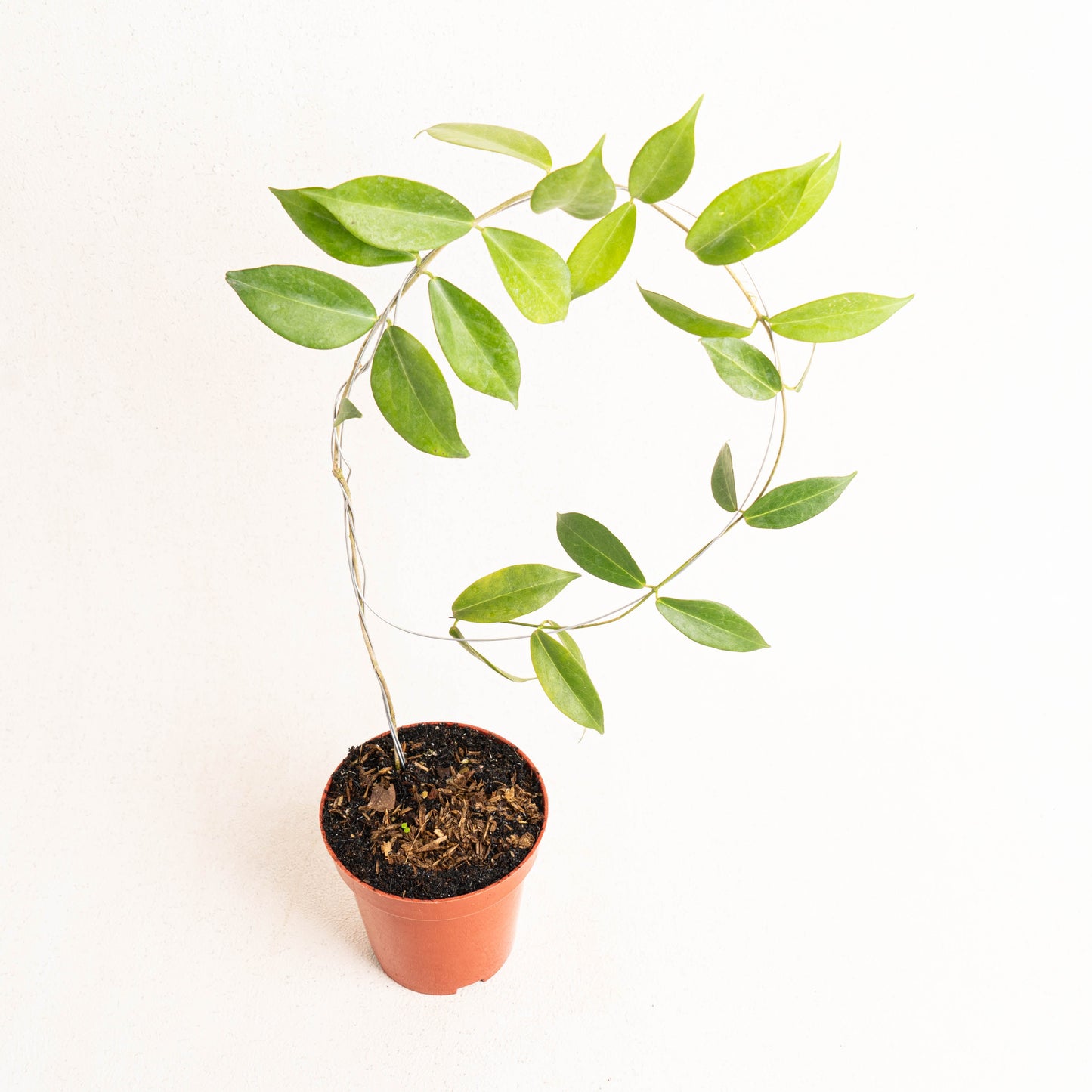 Hoya Globulifera - Indonesian Rare Plants