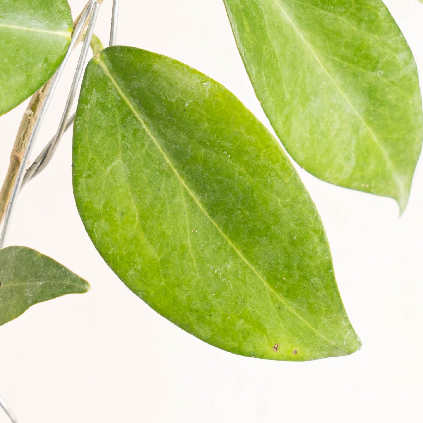 Hoya Globulifera