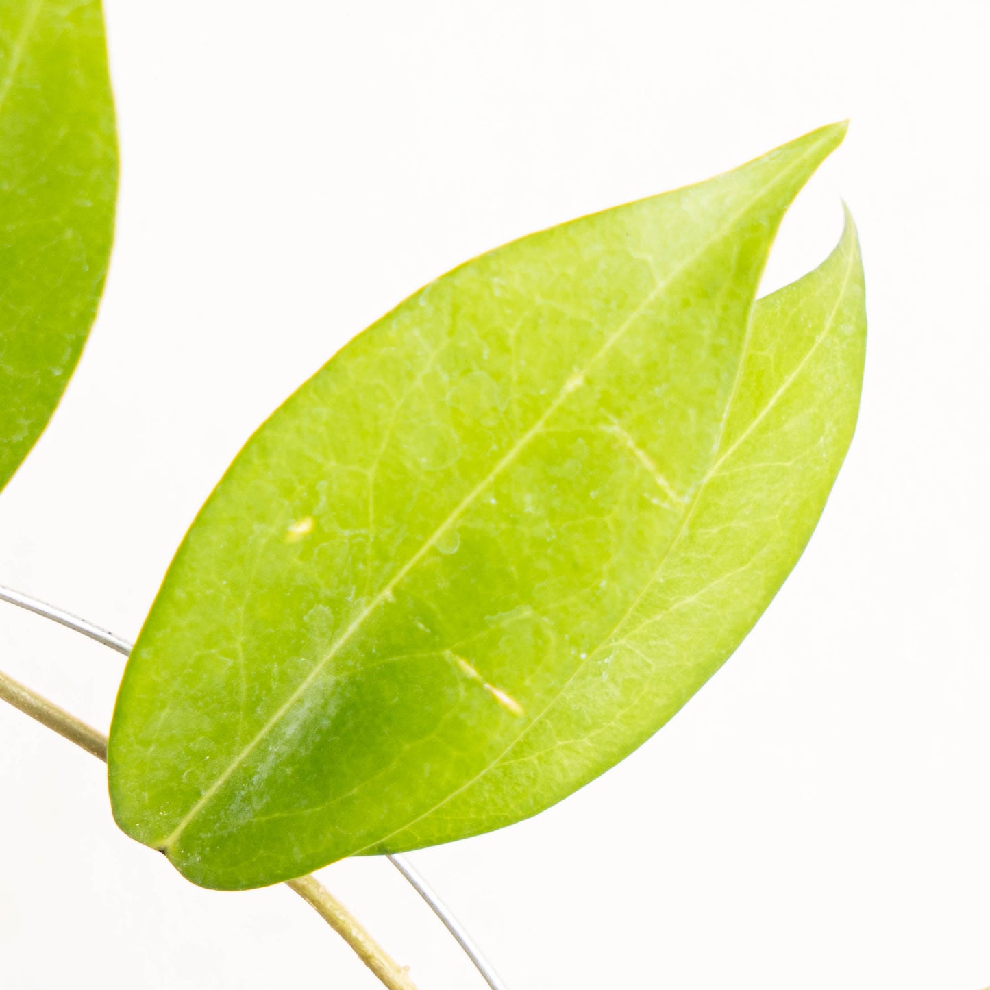 Hoya Globulifera