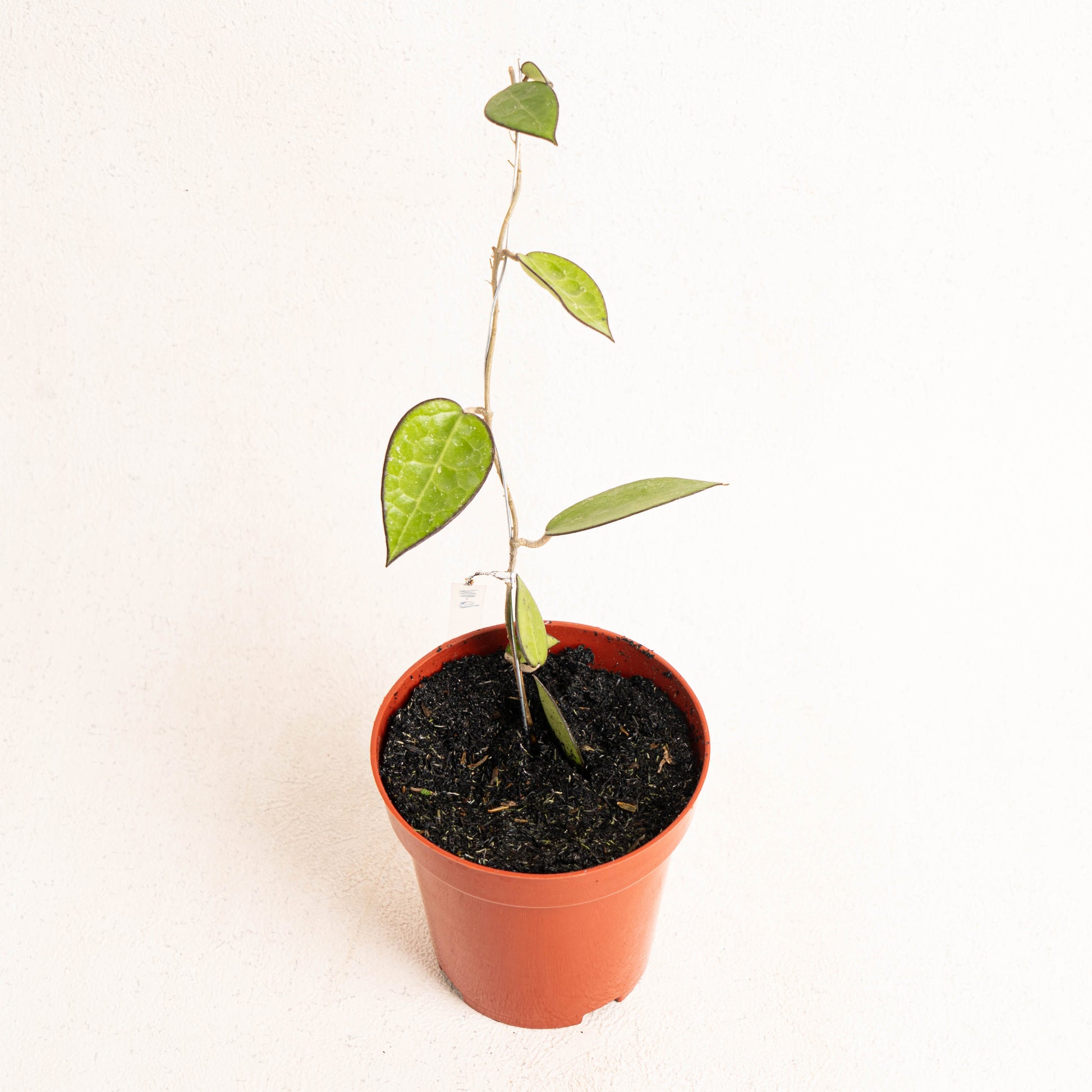 Hoya MA-07 - Indonesian Rare Plants