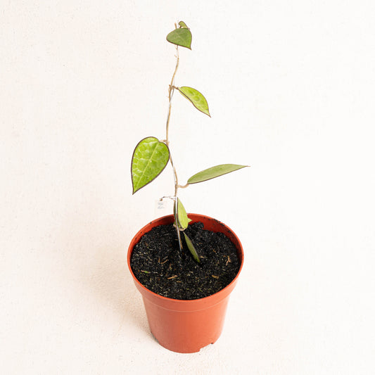 Hoya MA-07 - Indonesian Rare Plants