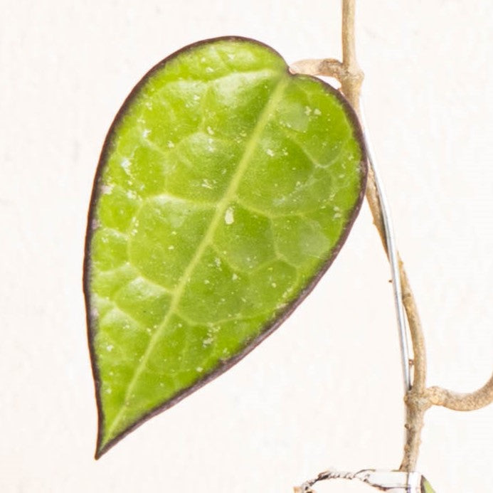 Hoya MA-07