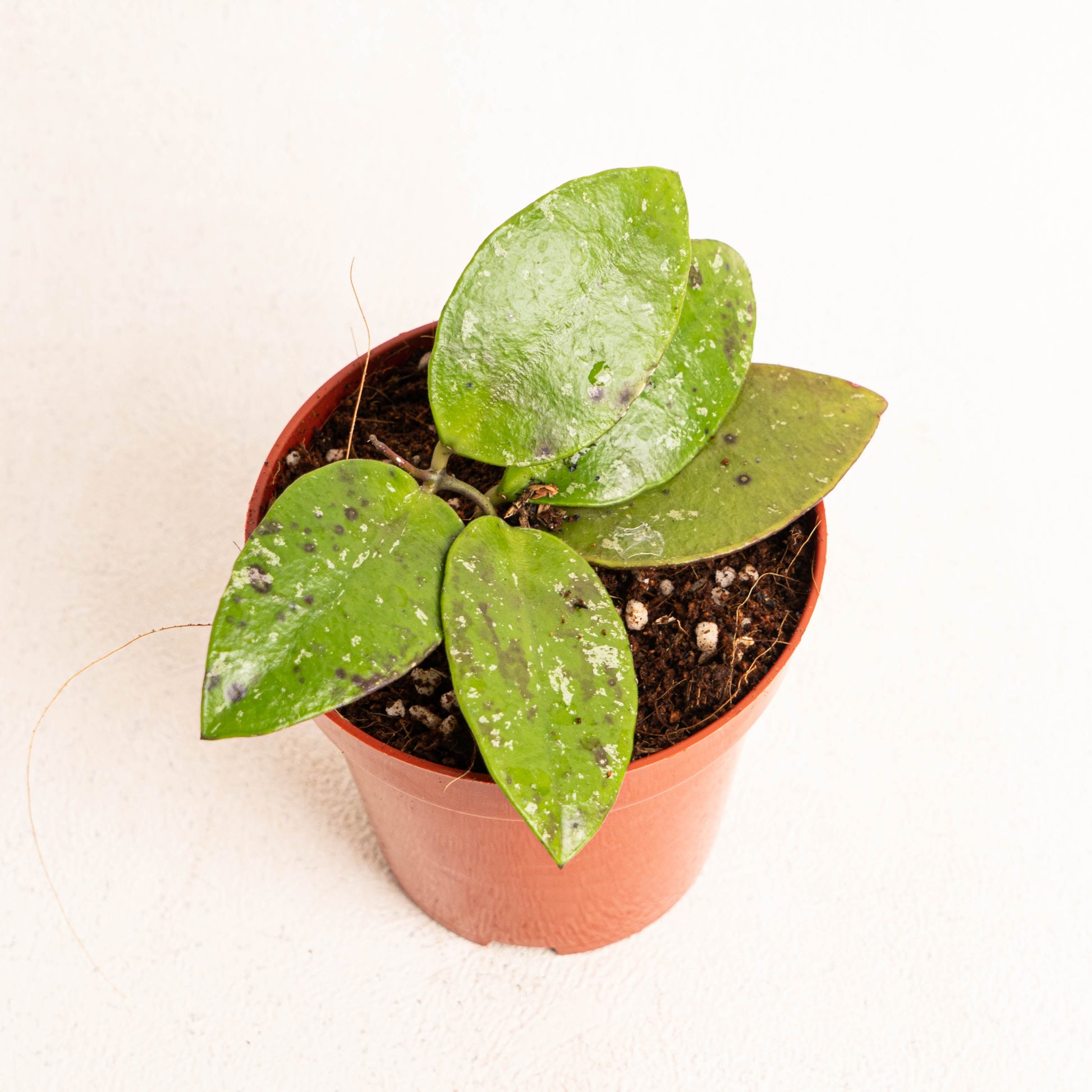 Hoya Benchaii - Indonesian Rare Plants