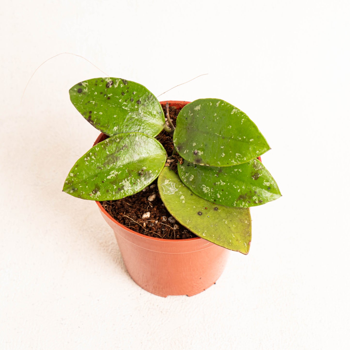 Hoya Benchaii
