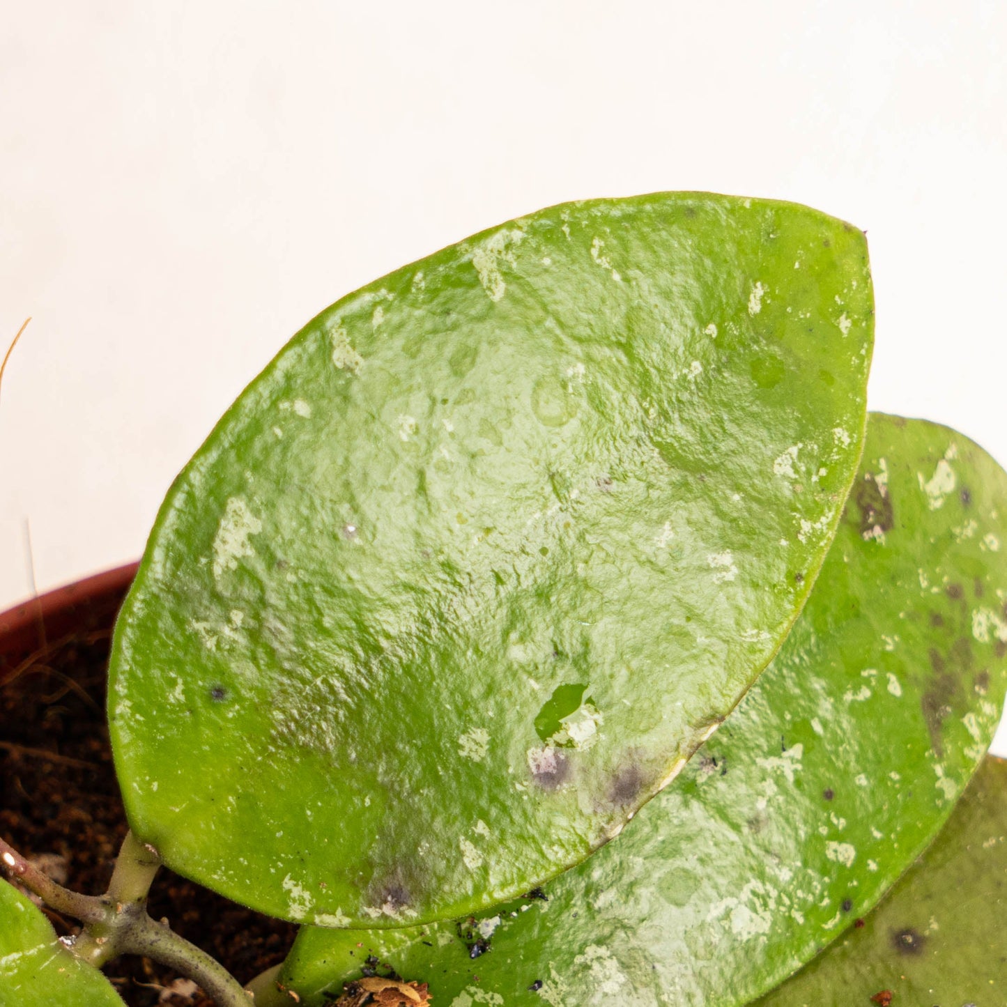 Hoya Benchaii