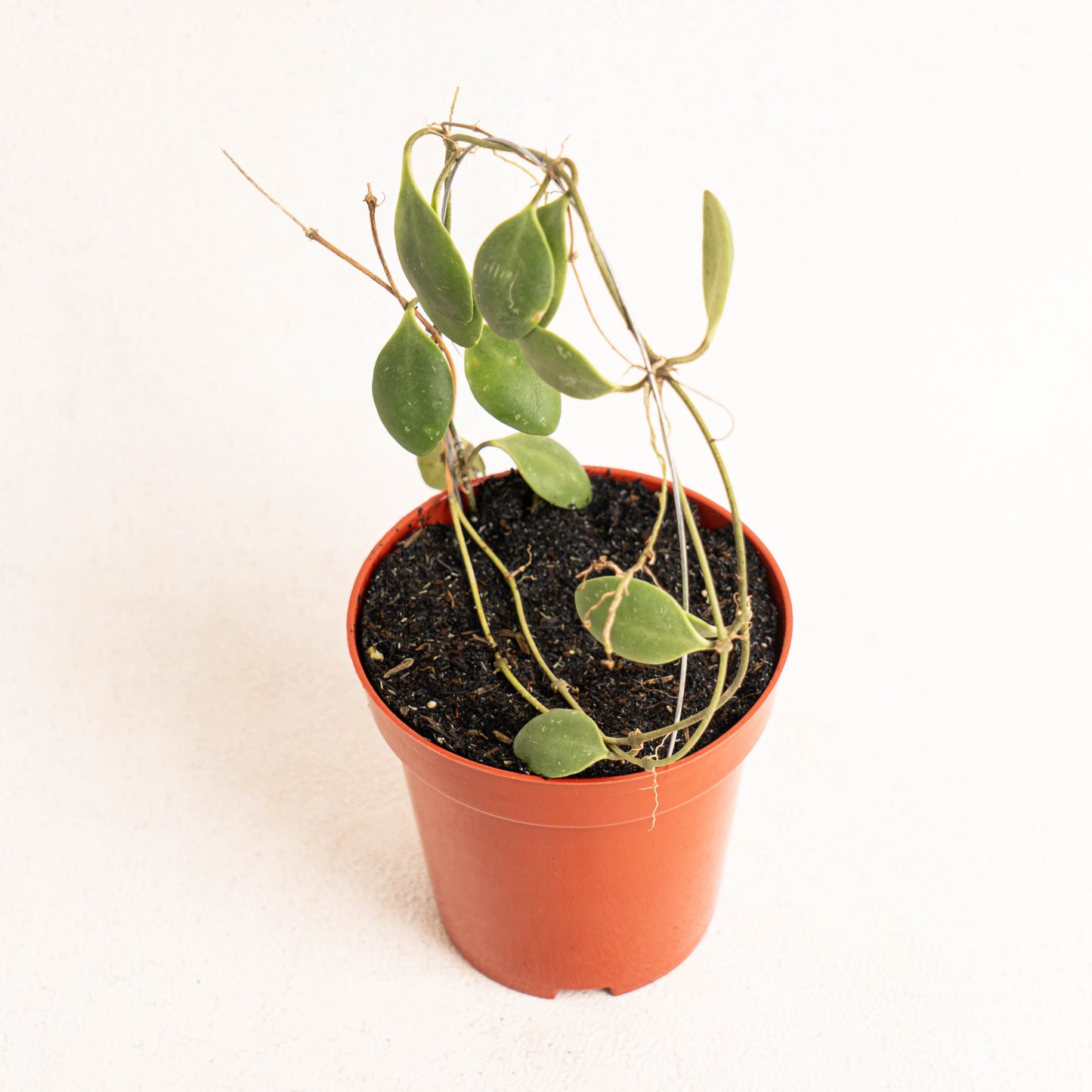 Hoya Brevialata - Indonesian Rare Plants