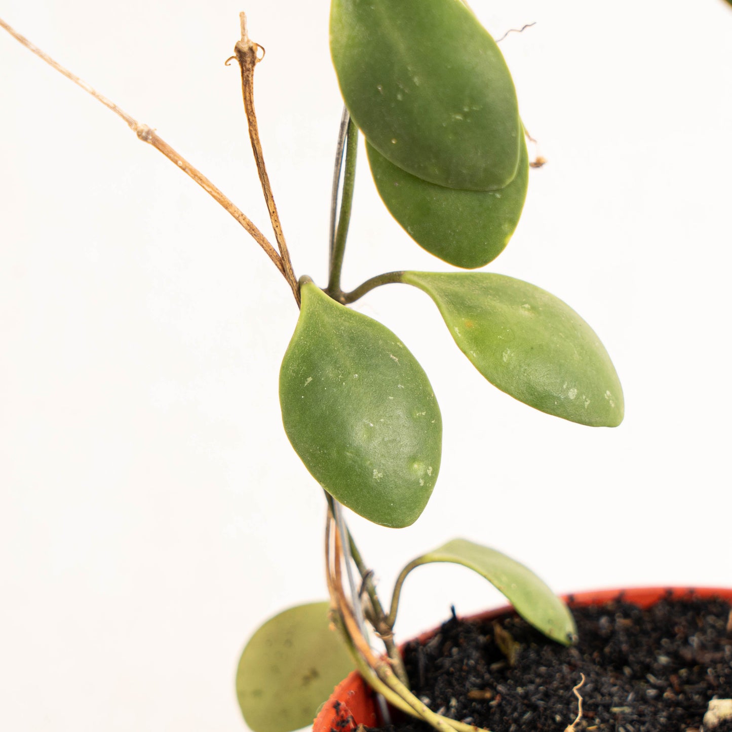 Hoya Brevialata