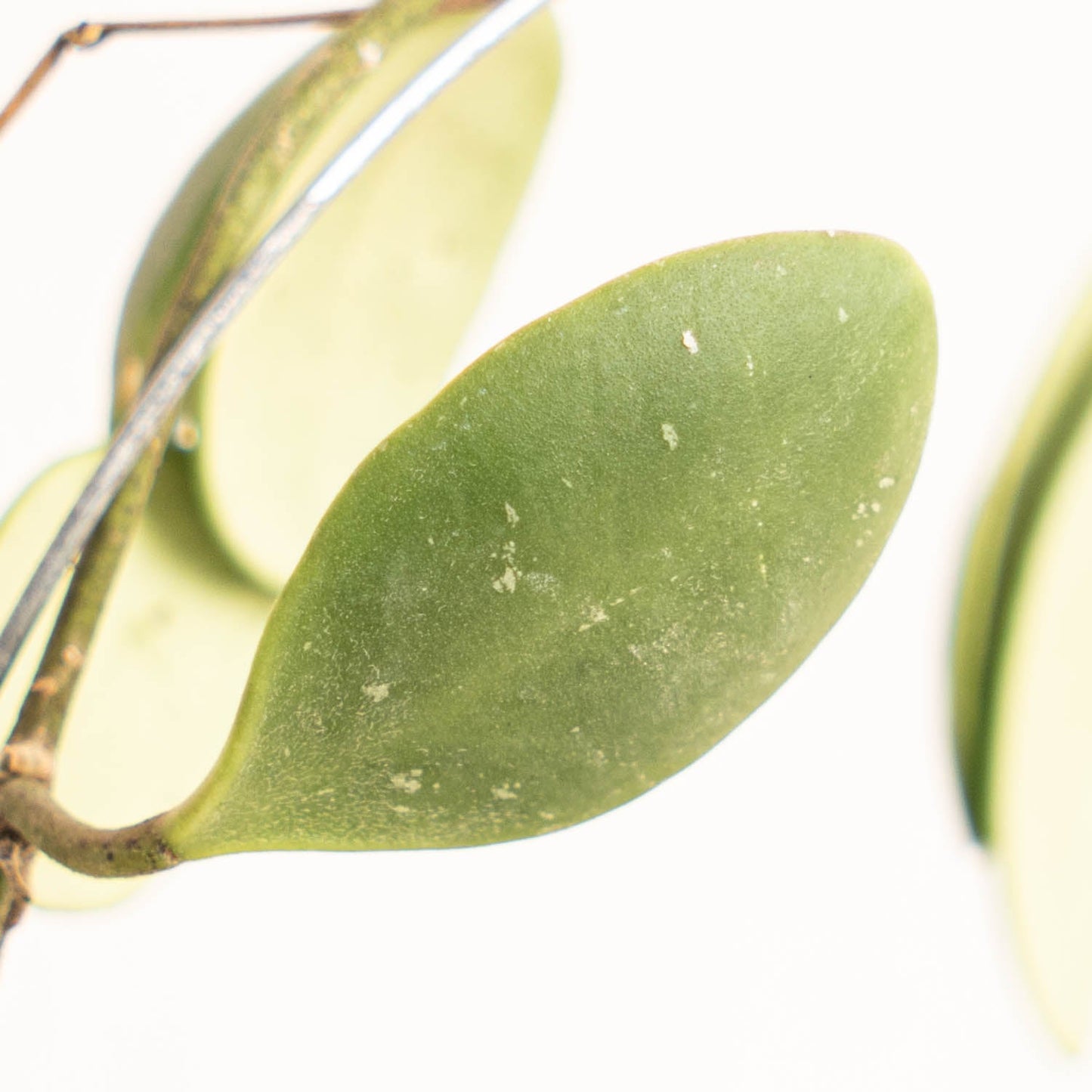 Hoya Brevialata