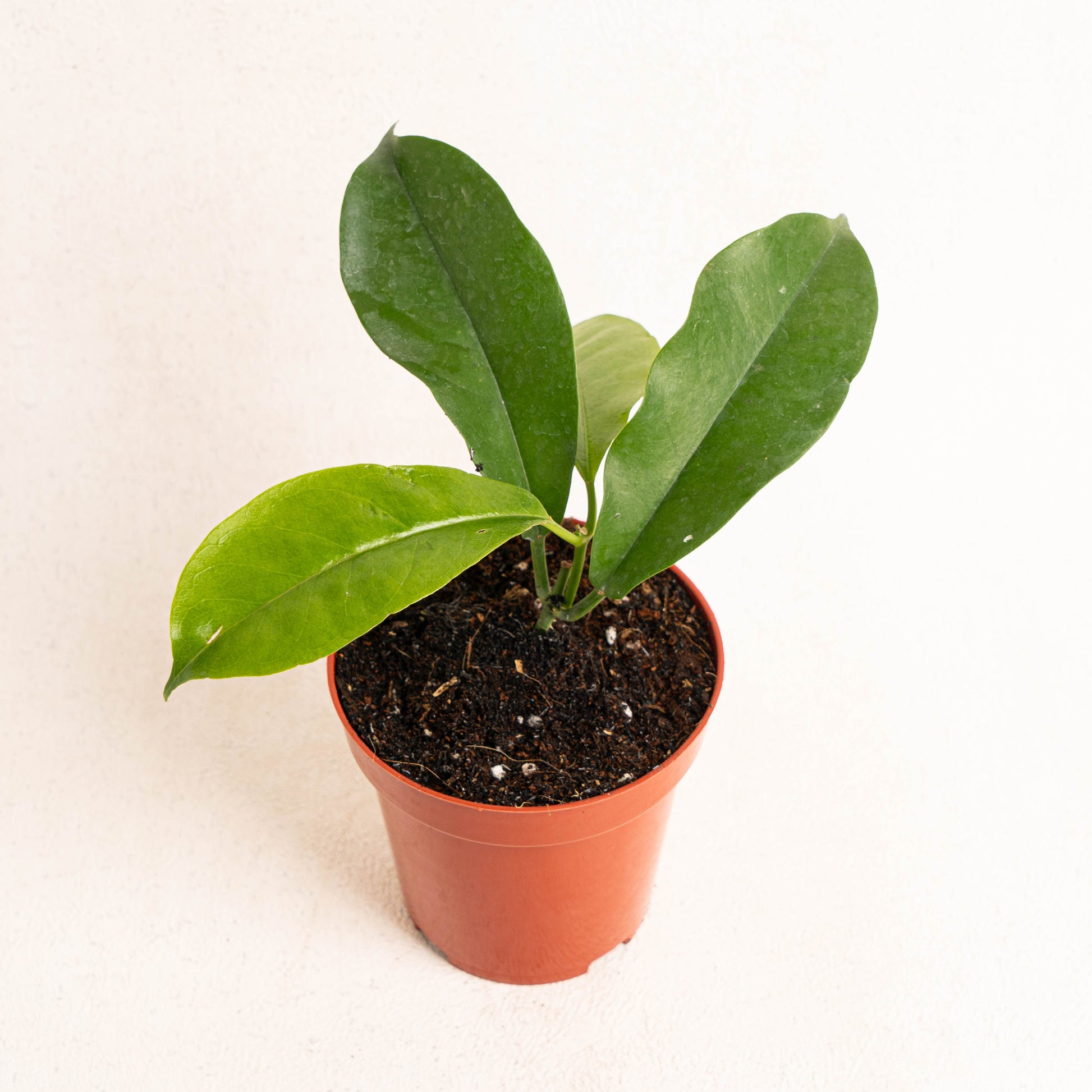 Hoya Albiflora - Indonesian Rare Plants