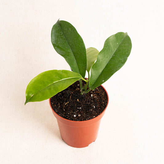 Hoya Albiflora - Indonesian Rare Plants