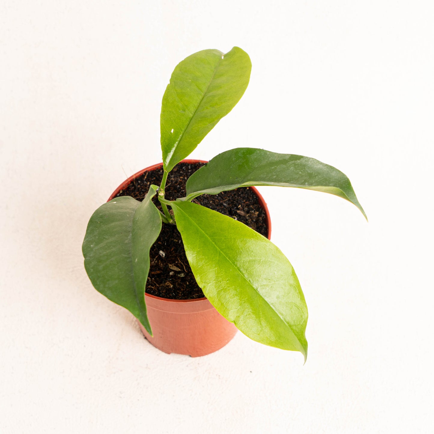 Hoya Albiflora