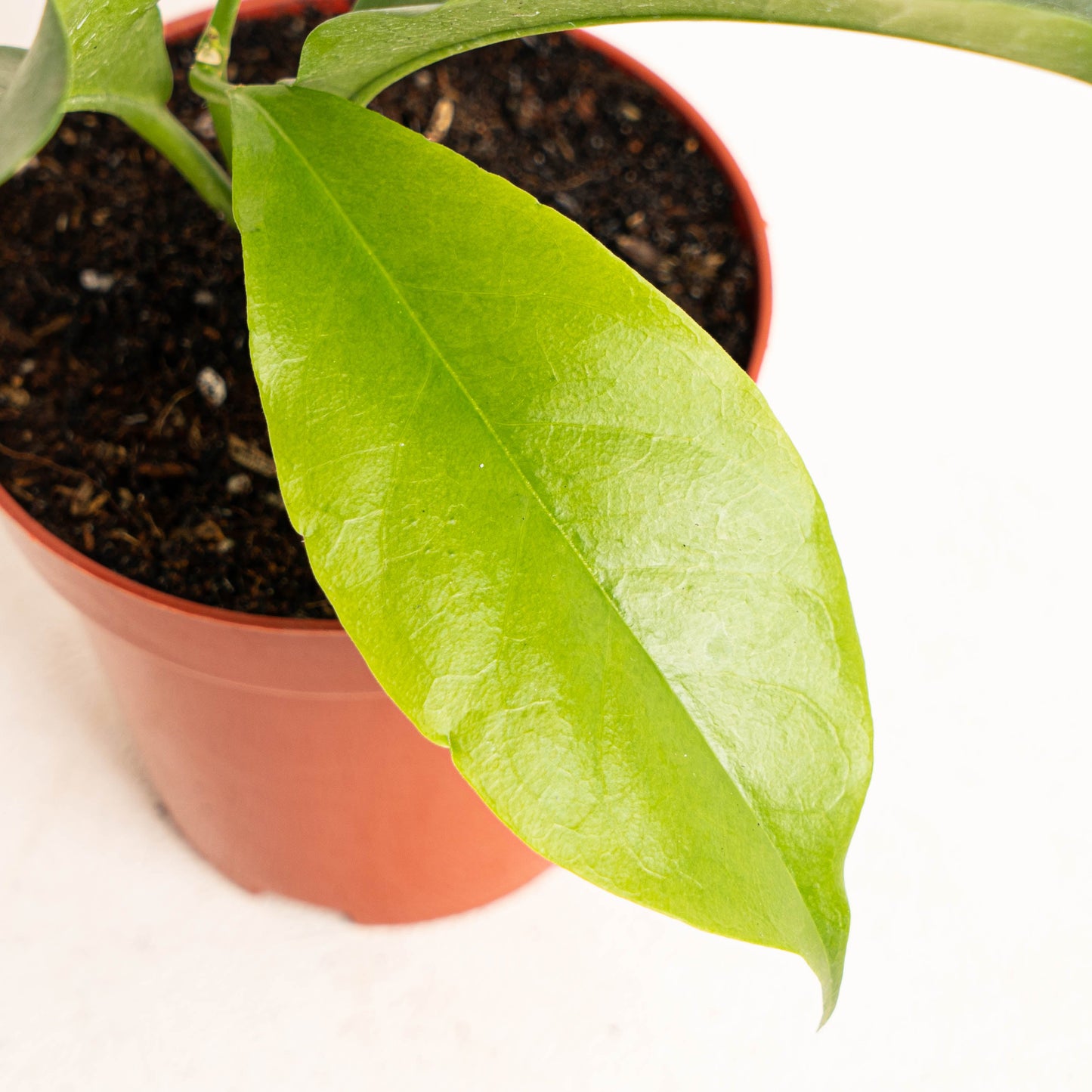Hoya Albiflora