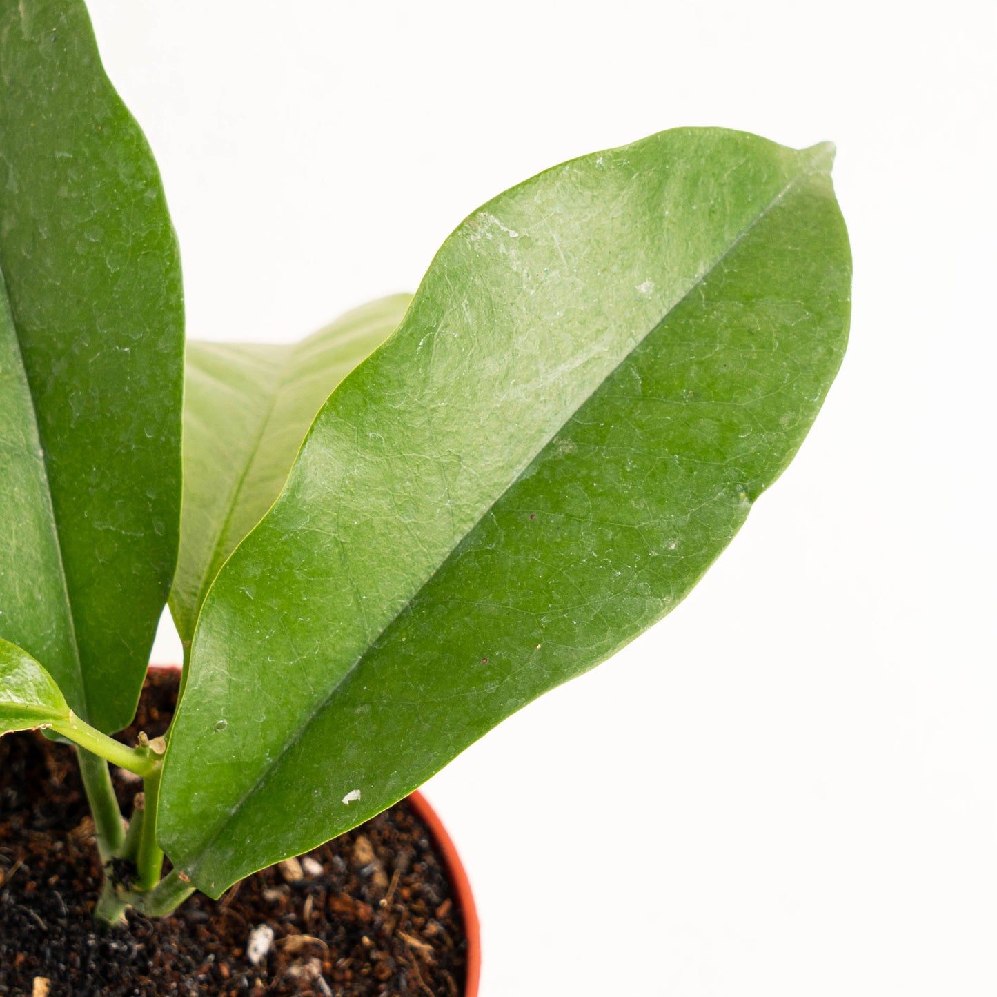 Hoya Albiflora