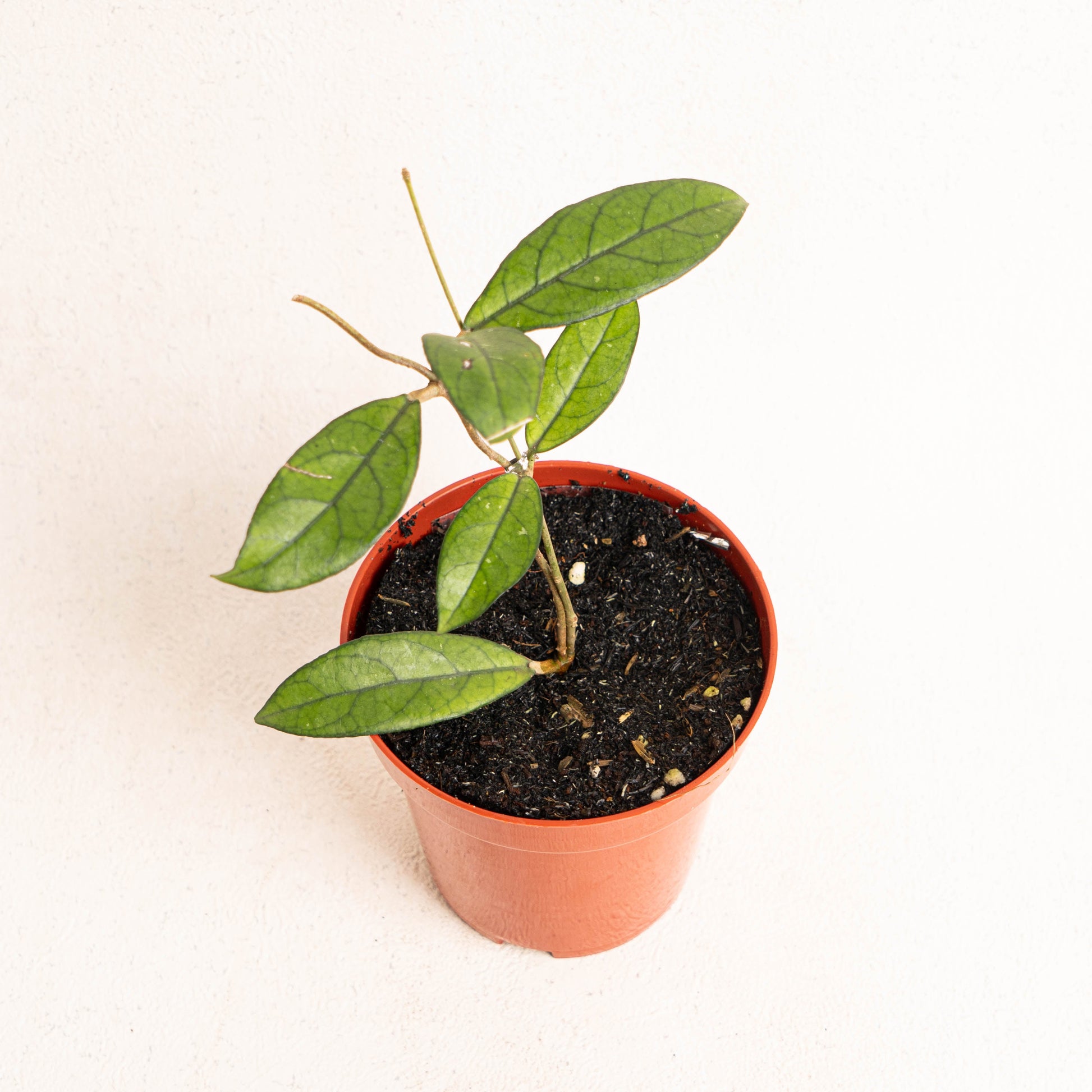 Hoya Crassipetiolata - Indonesian Rare Plants