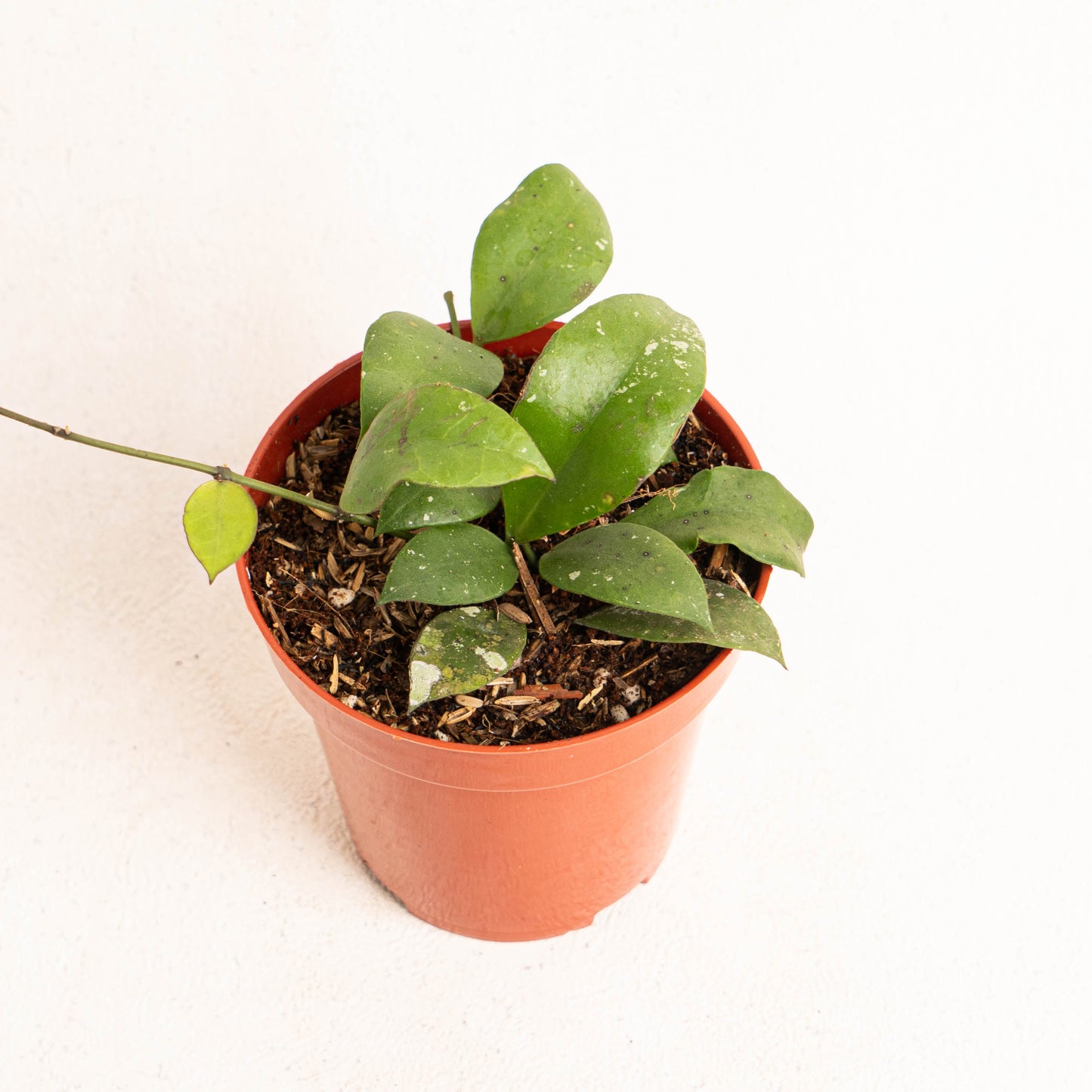 Hoya Nabawanensis - Indonesian Rare Plants