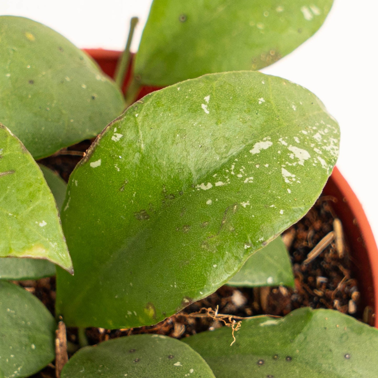Hoya Nabawanensis