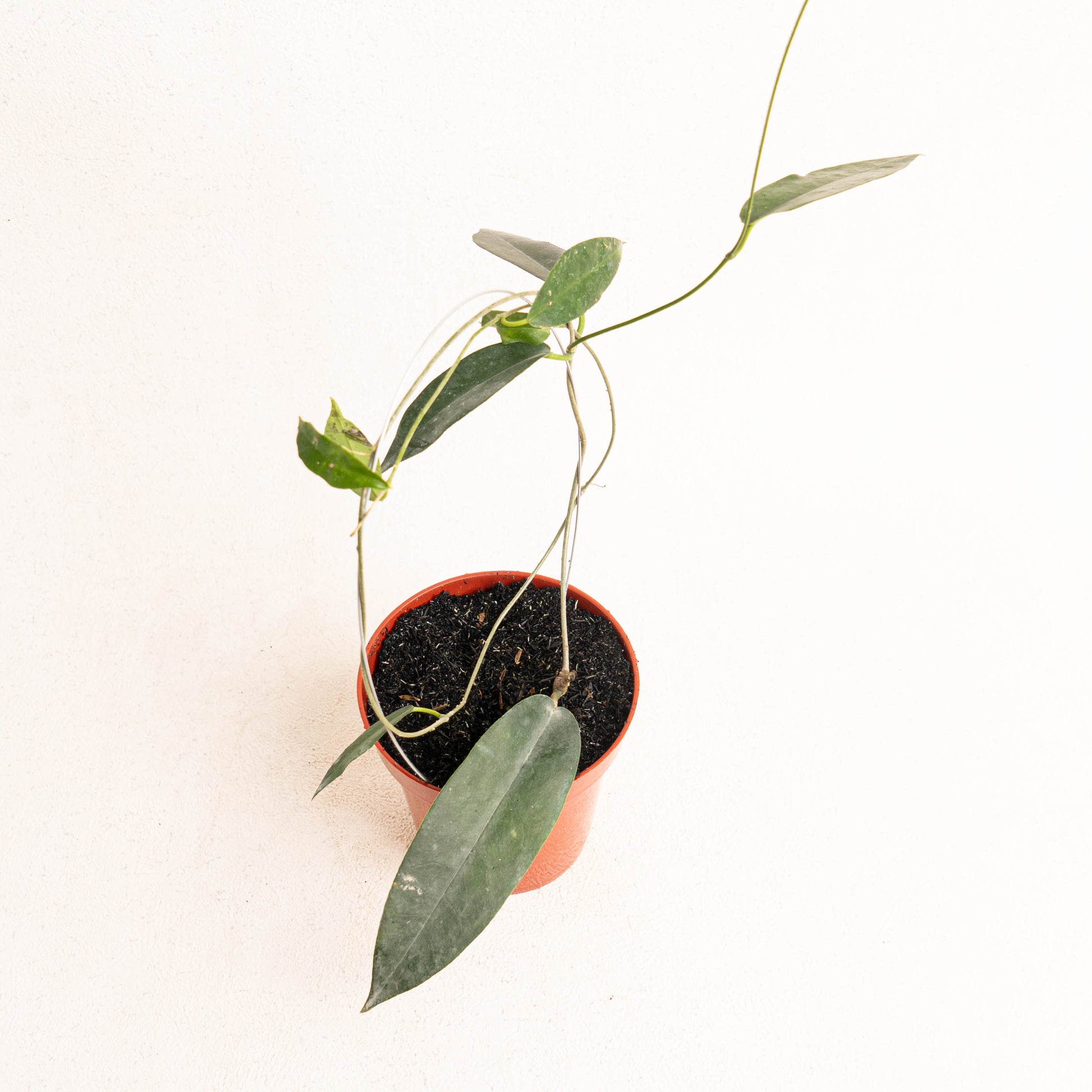 Hoya Archboldiana - Indonesian Rare Plants