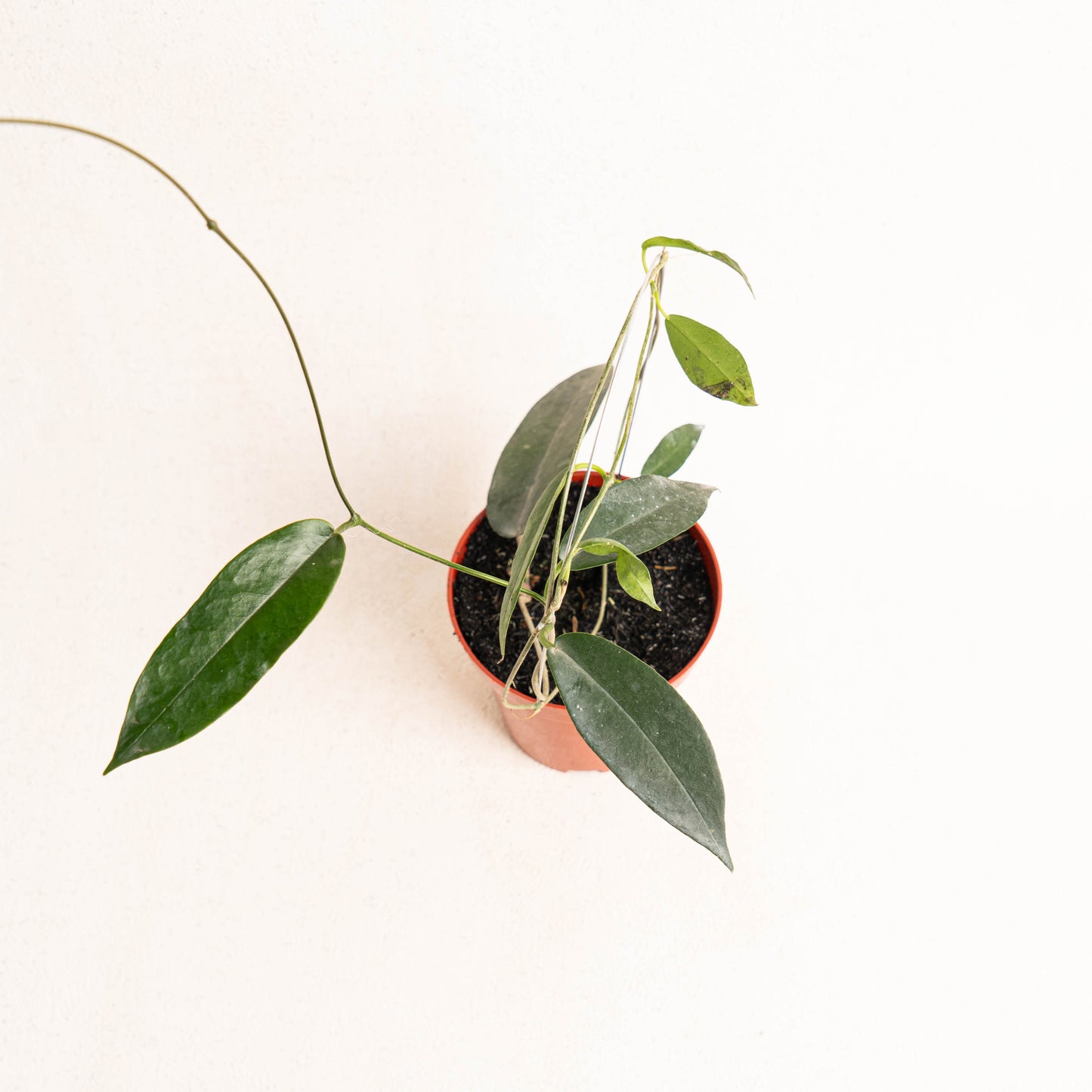 Hoya Archboldiana